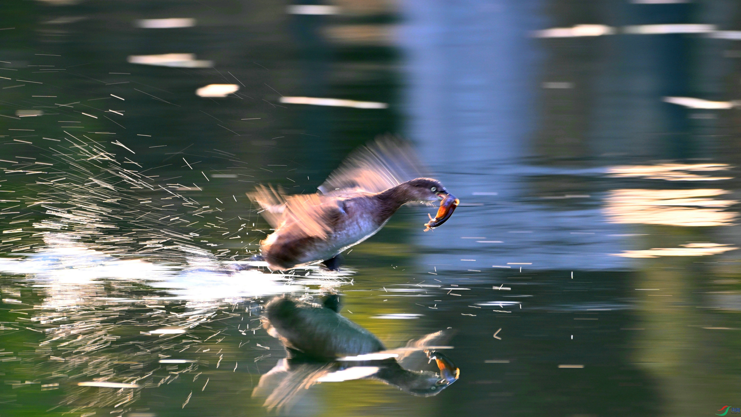 DSC_0799.JPG