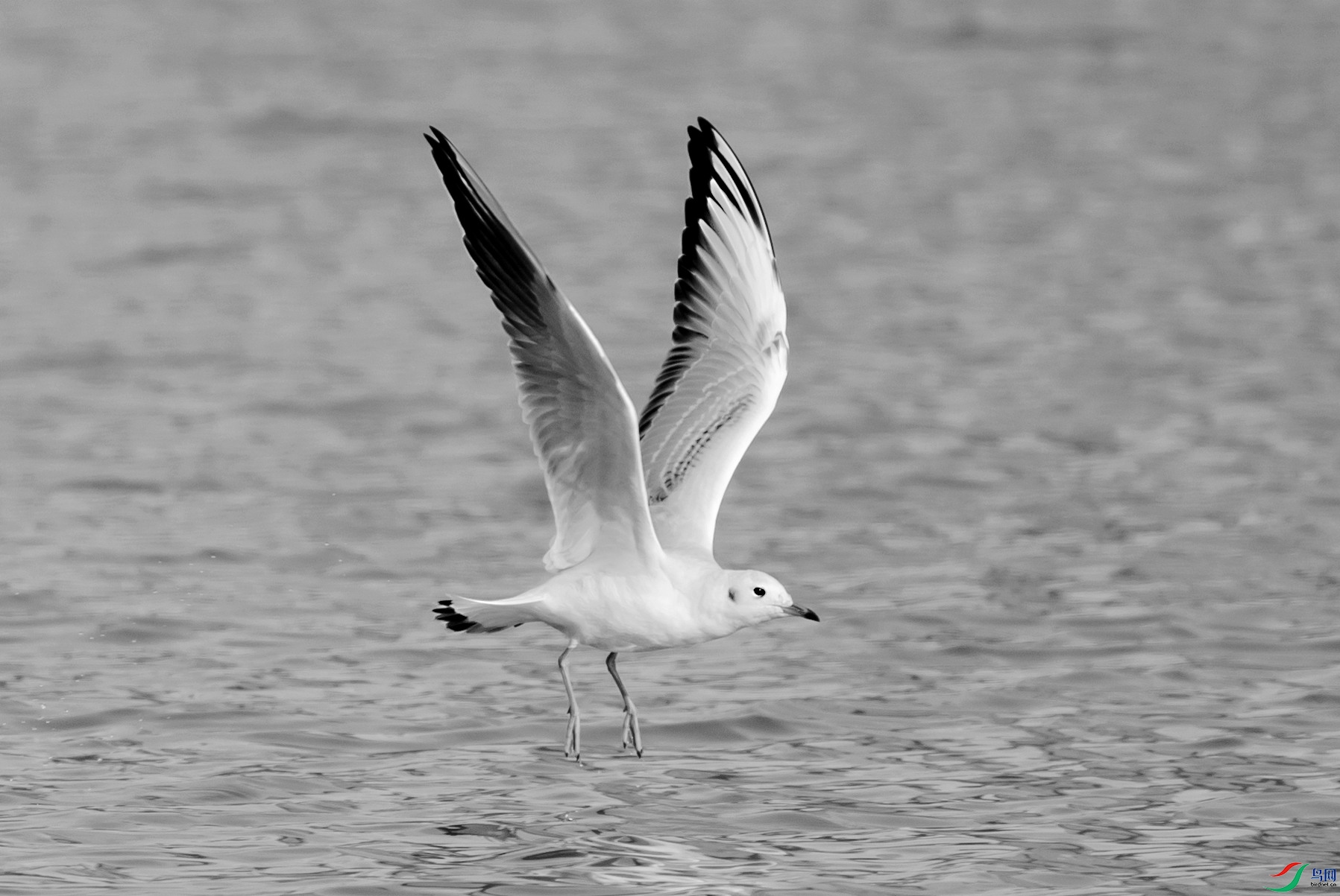 DSC03614 ����_����.jpg