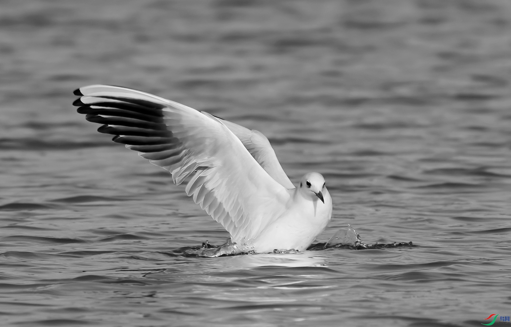 DSC03759 ����_����.jpg