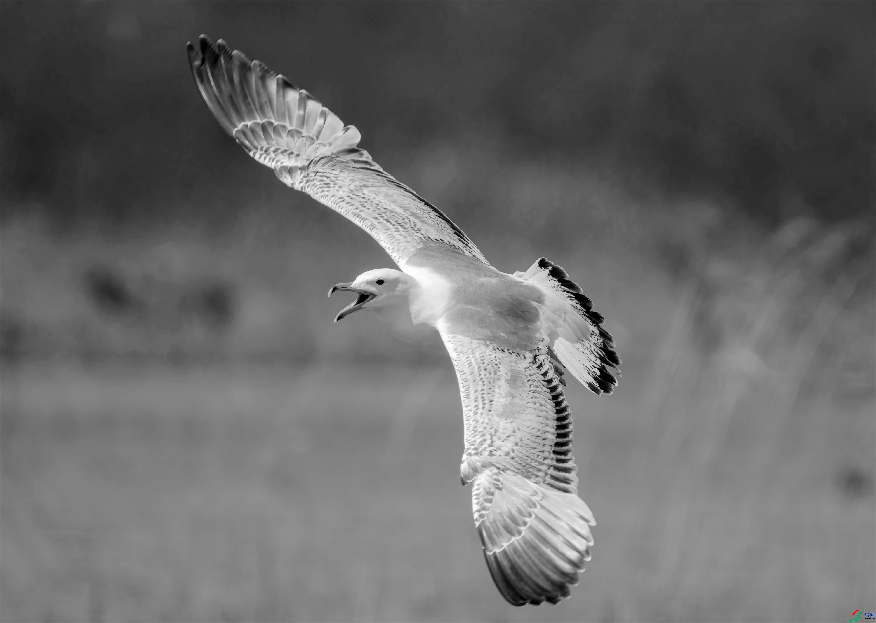 DSC04308 ����_����.jpg