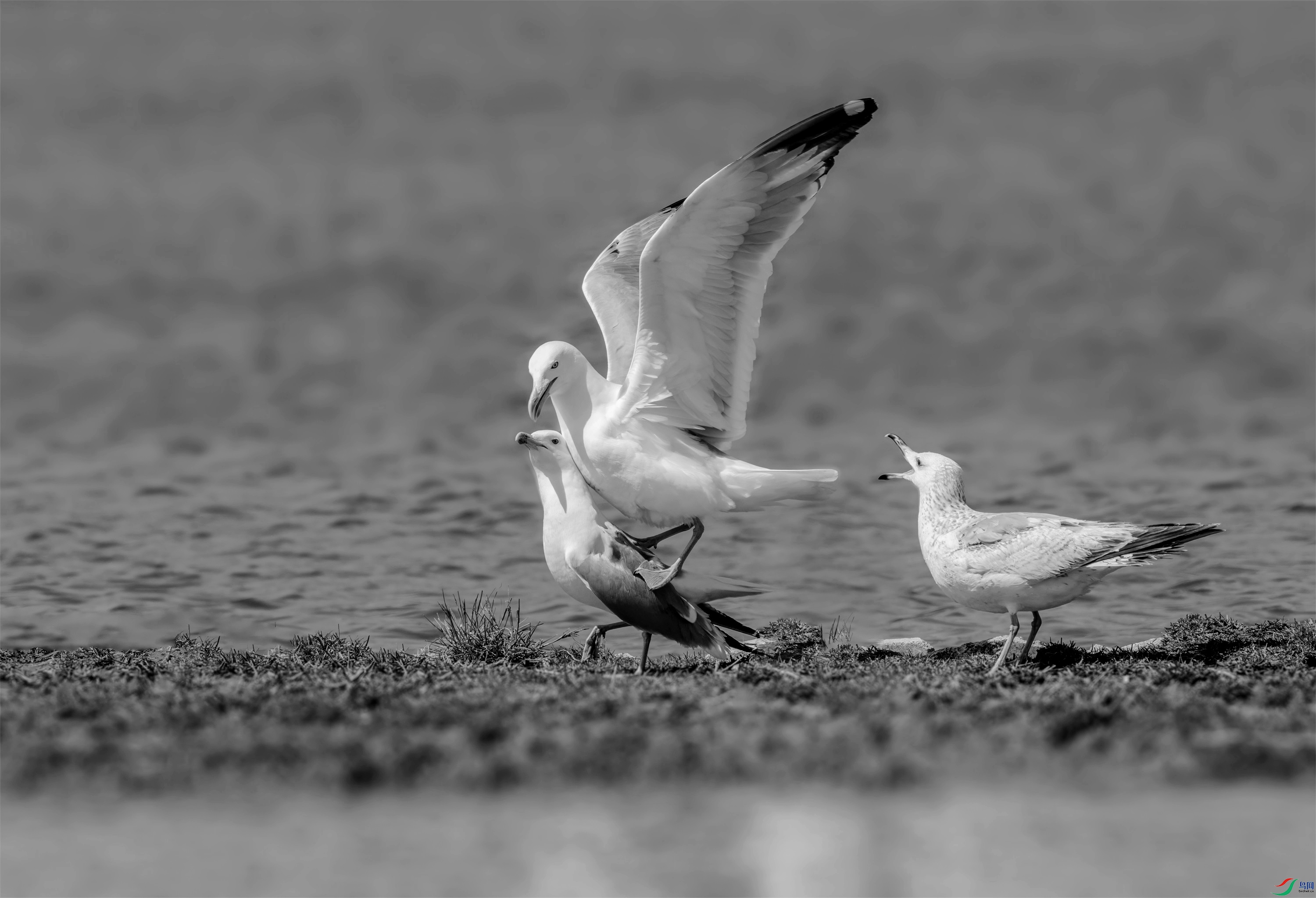 DSC04472 ����_����.jpg