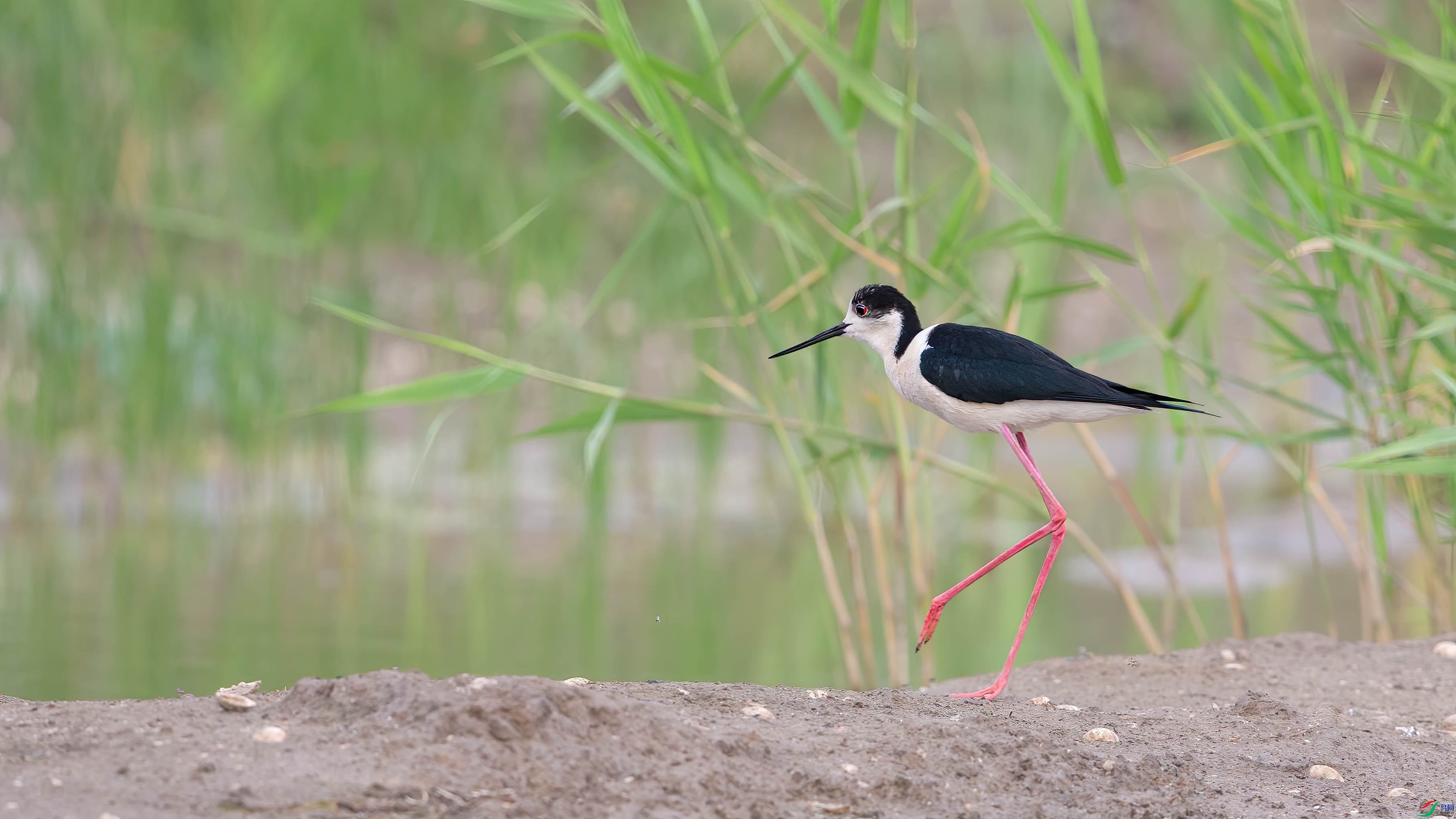 F��2017 882-1.jpg