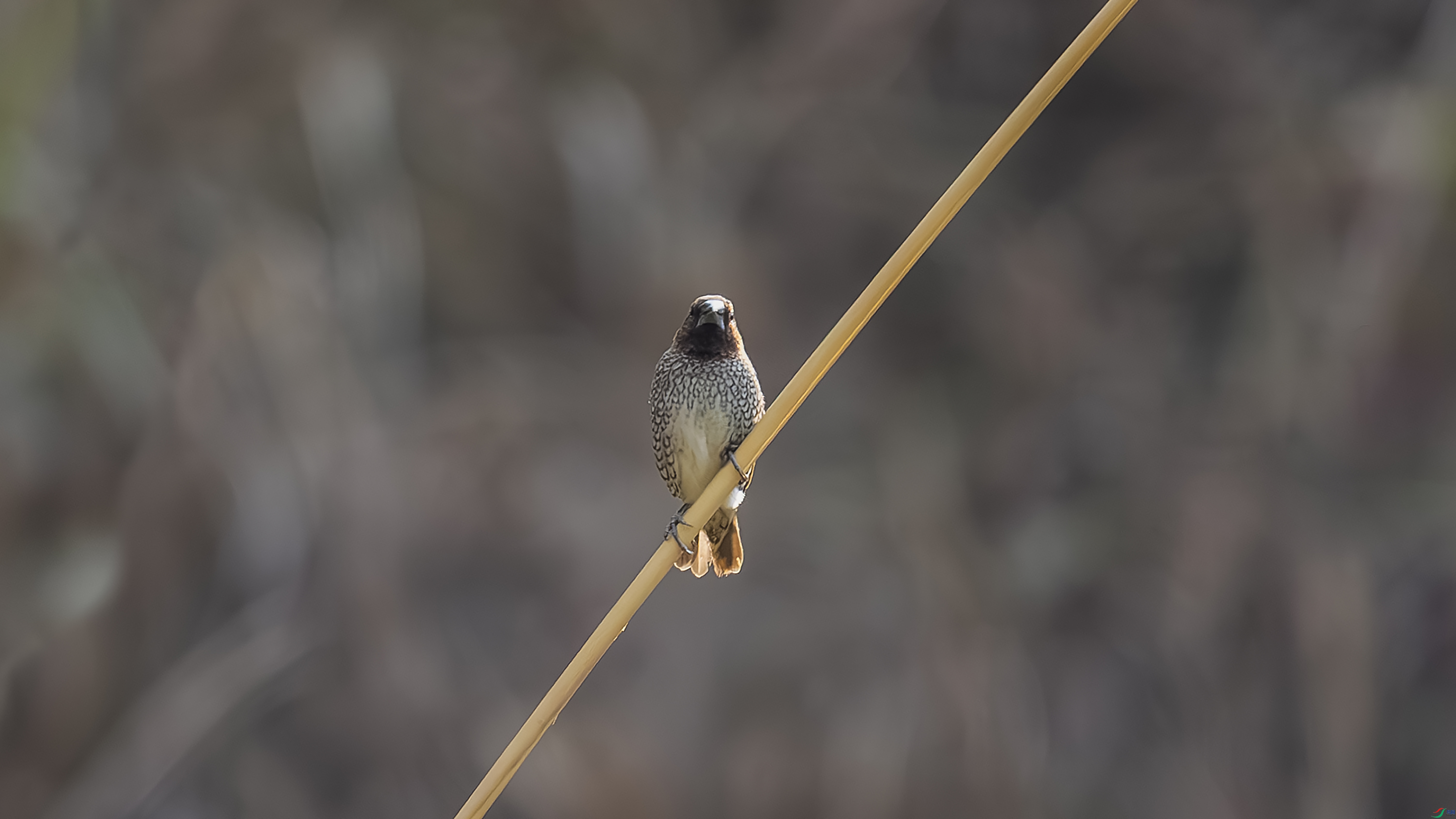 7X5A5674 ����.jpg