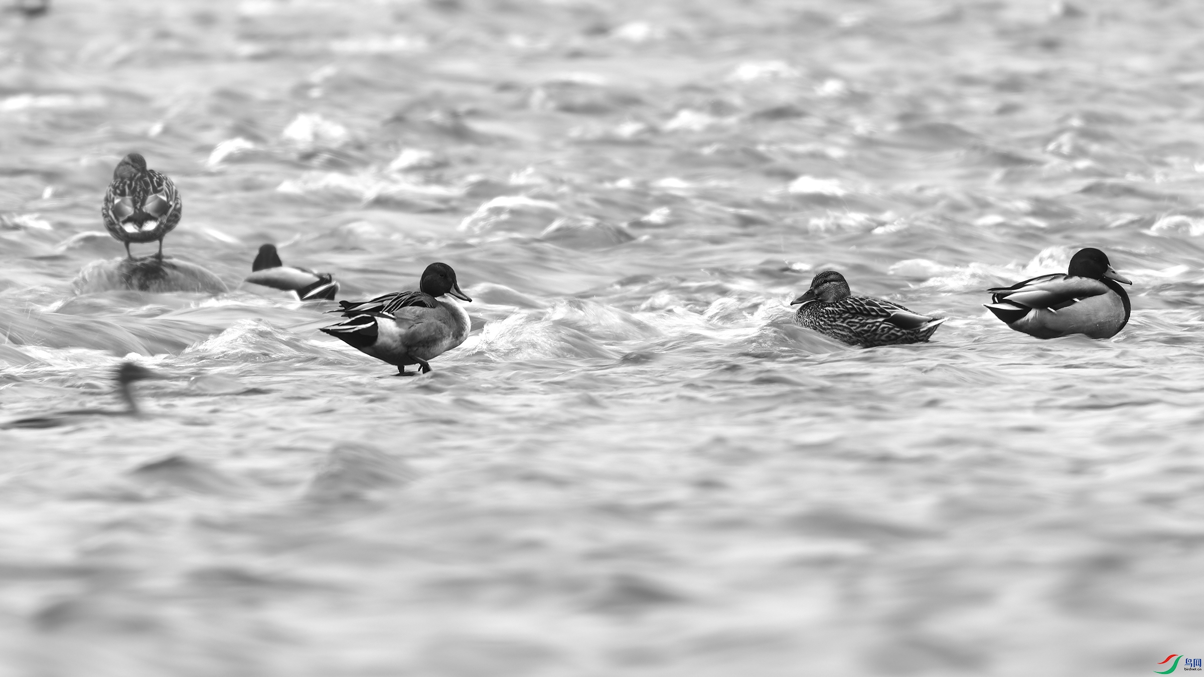 DSC_6685_DxO.jpg