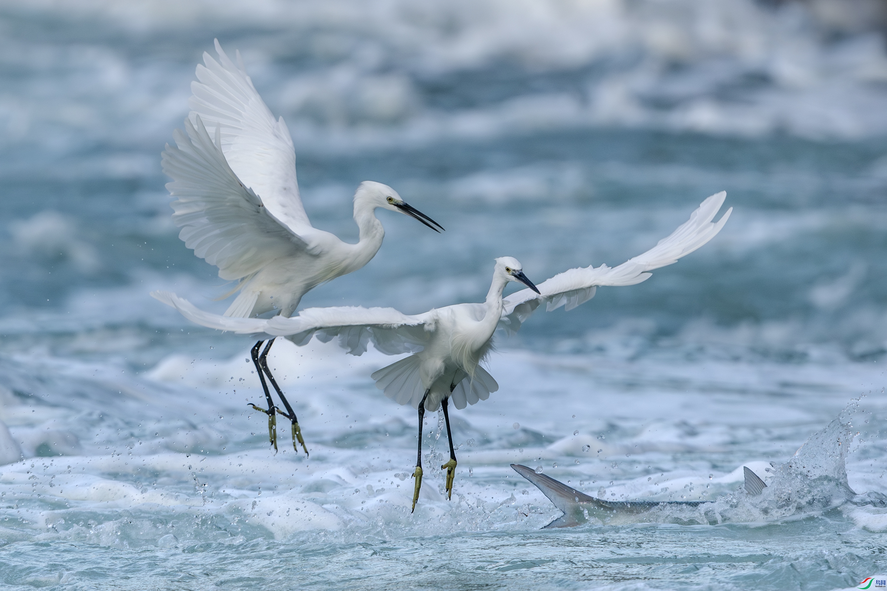 063A1039 ����.jpg