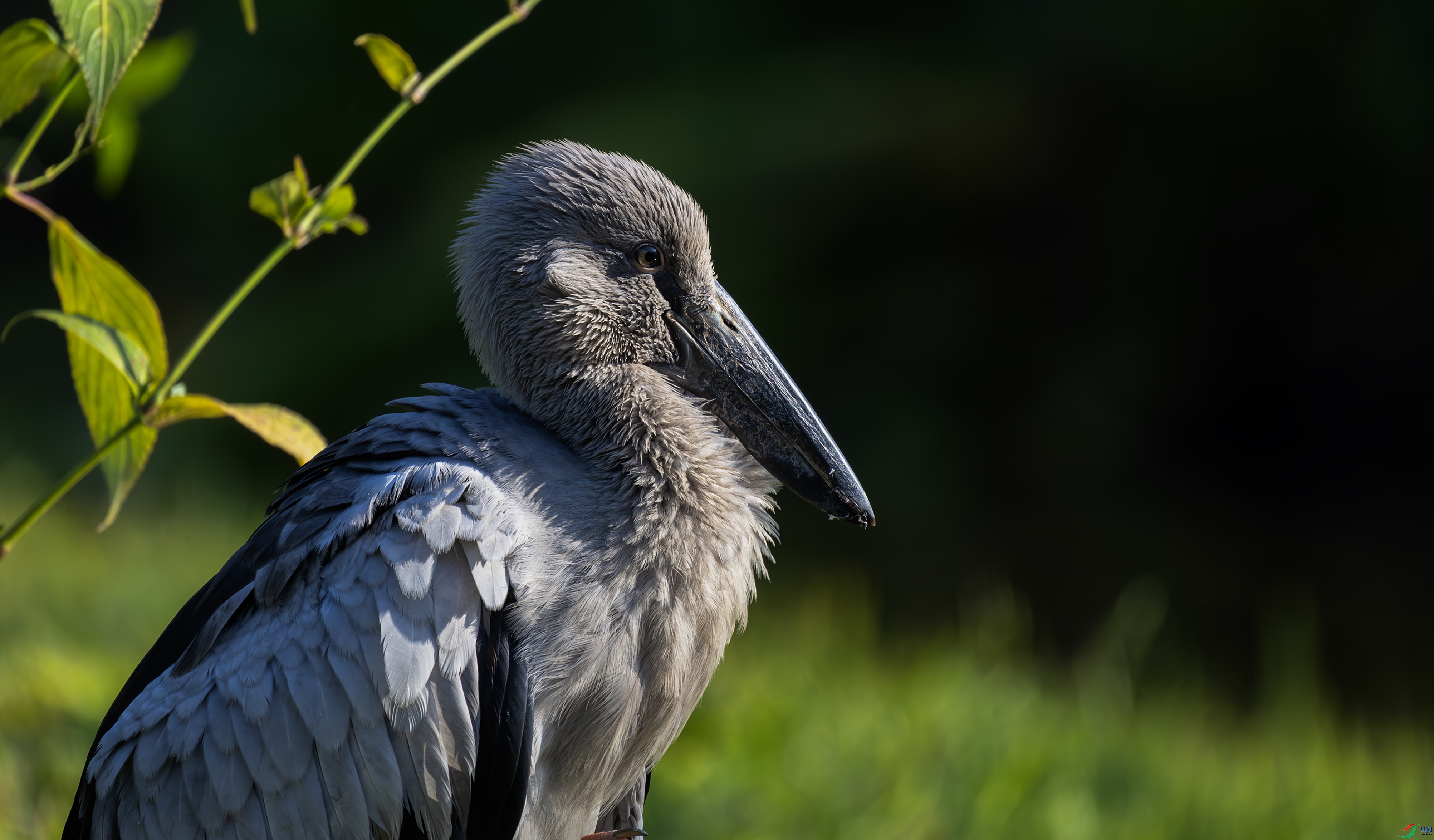 _O7A7988 ����444.jpg