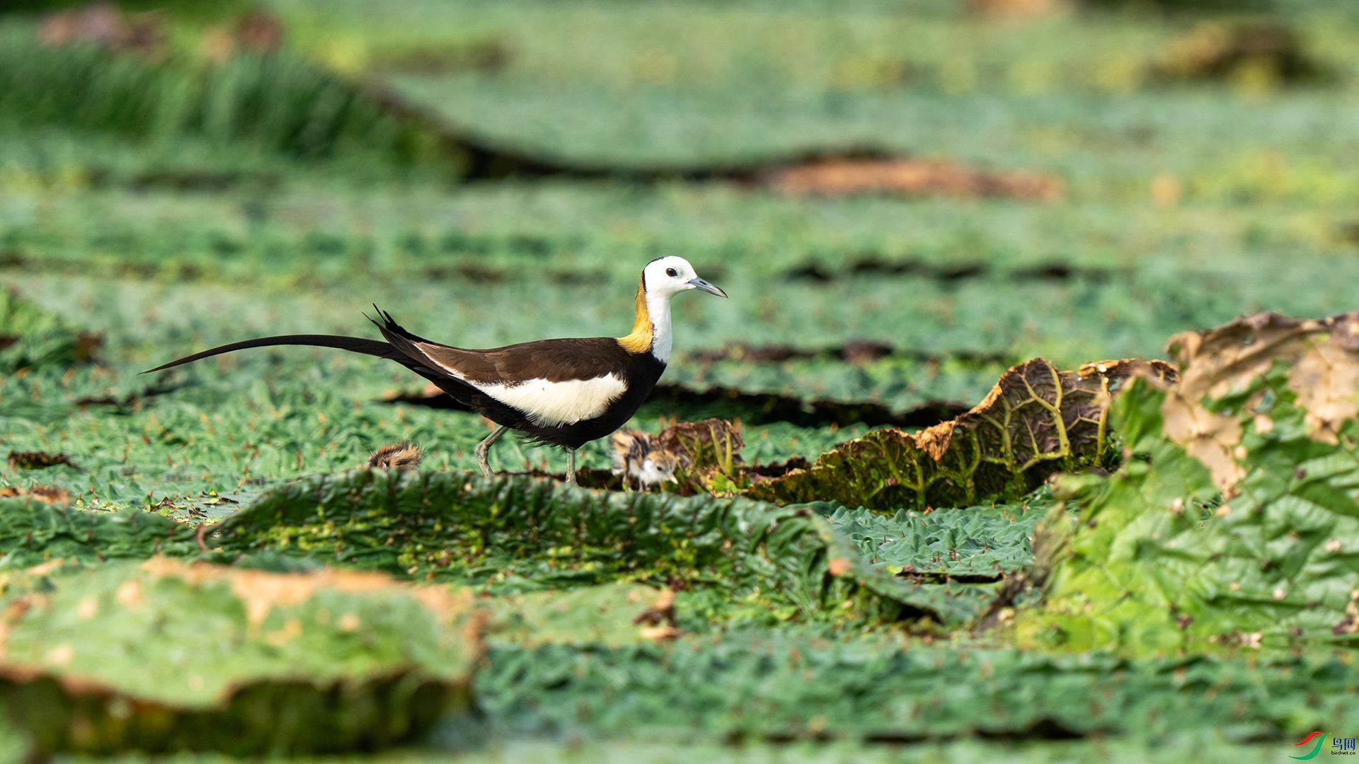 DSC08021 ����.jpg