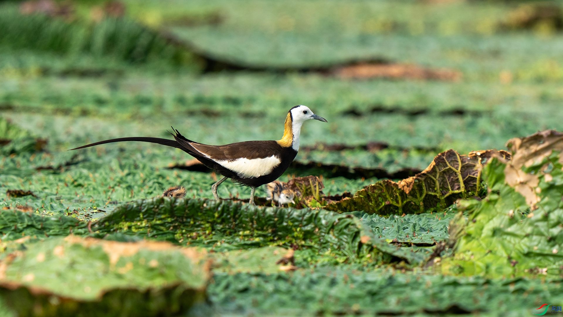 DSC08023 ����.jpg