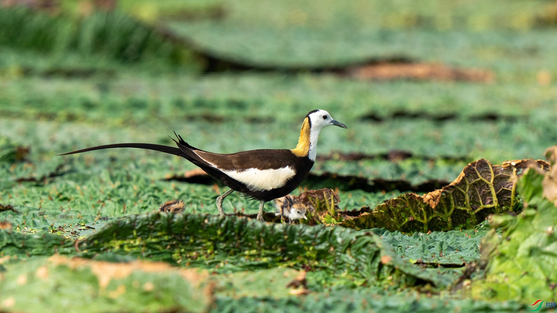 DSC08024 ����.jpg