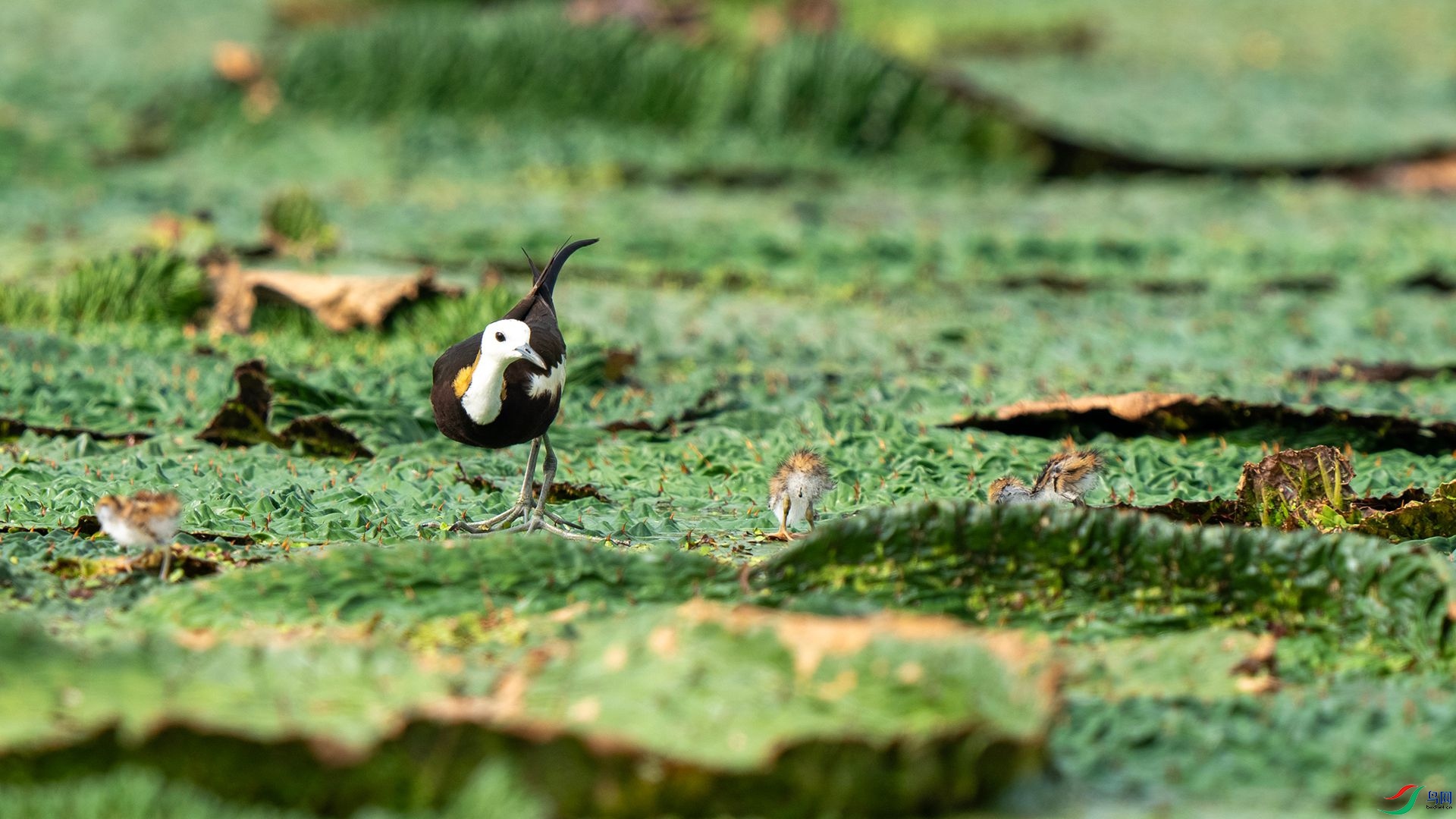 DSC08029 ����.jpg