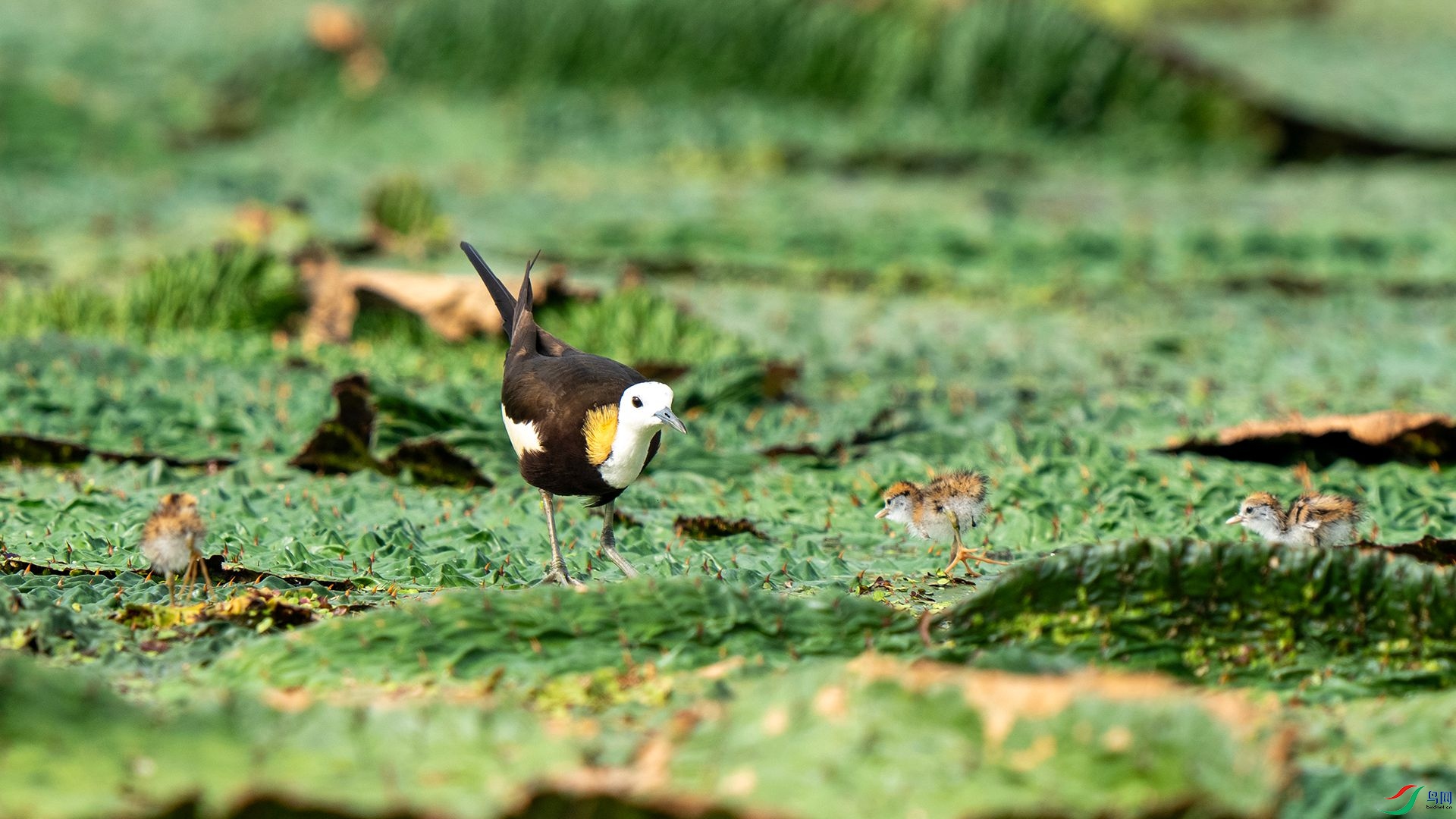 DSC08031 ����.jpg