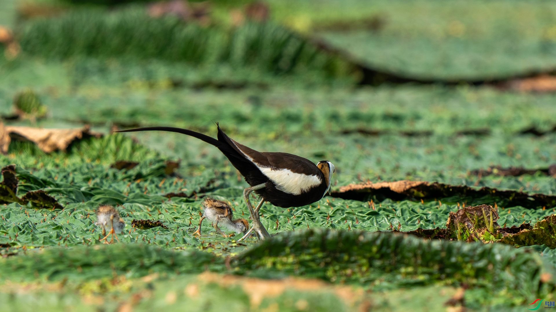 DSC08032 ����.jpg