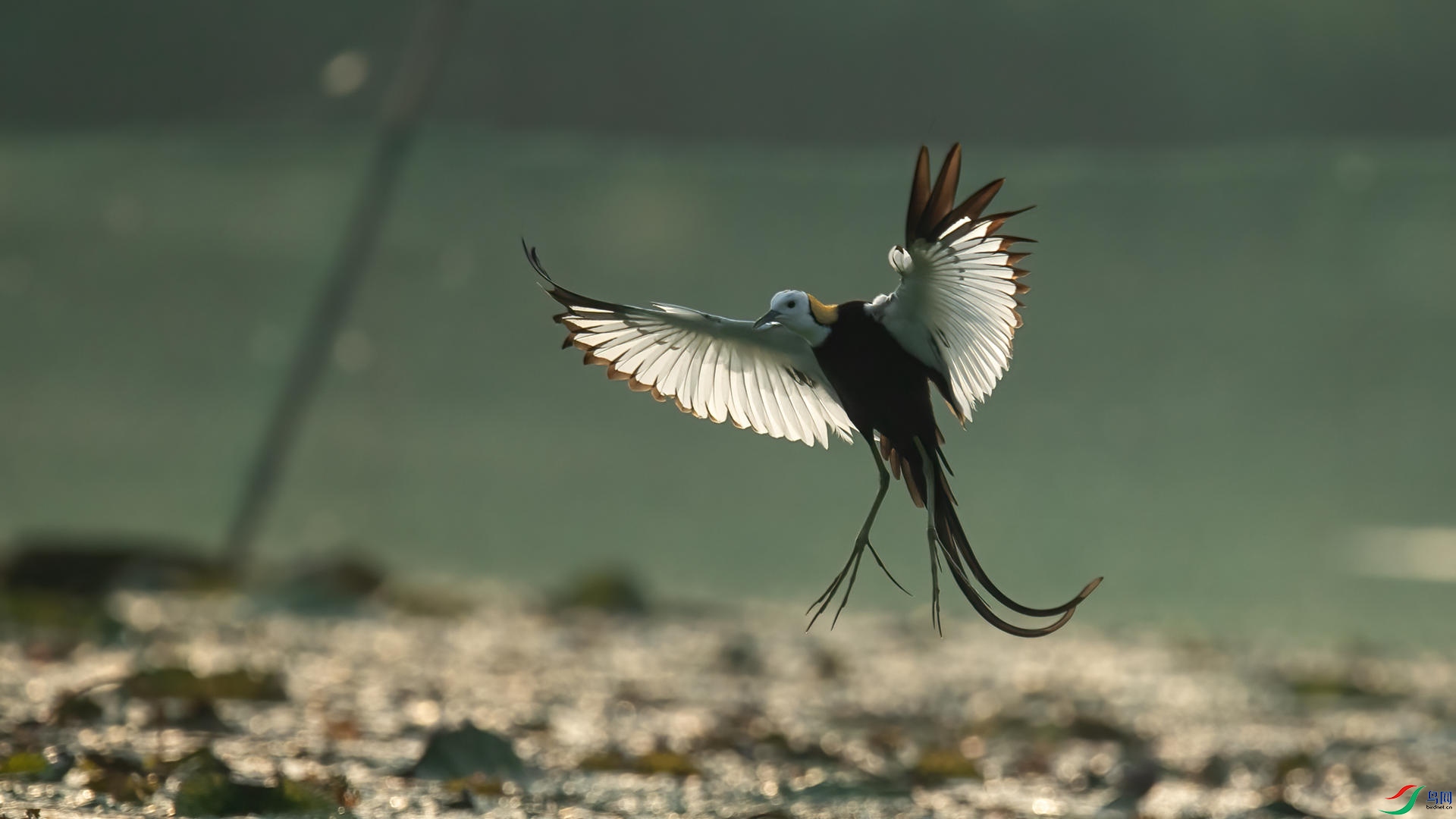 WGB_4541 ����.jpg