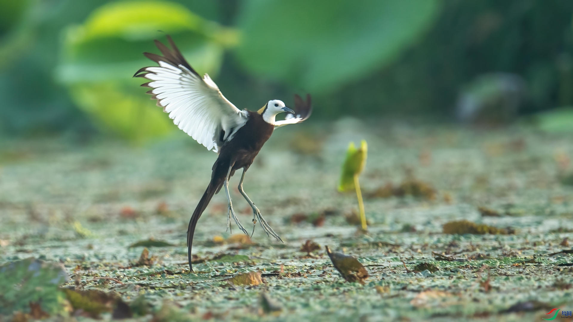 WGB_4530 ����.jpg