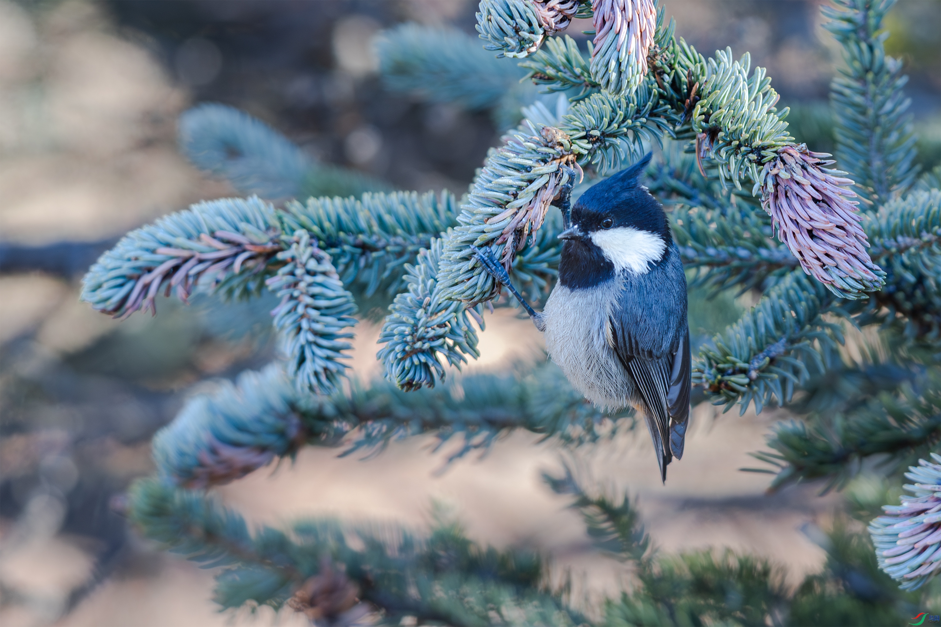 063A2358 ����.jpg