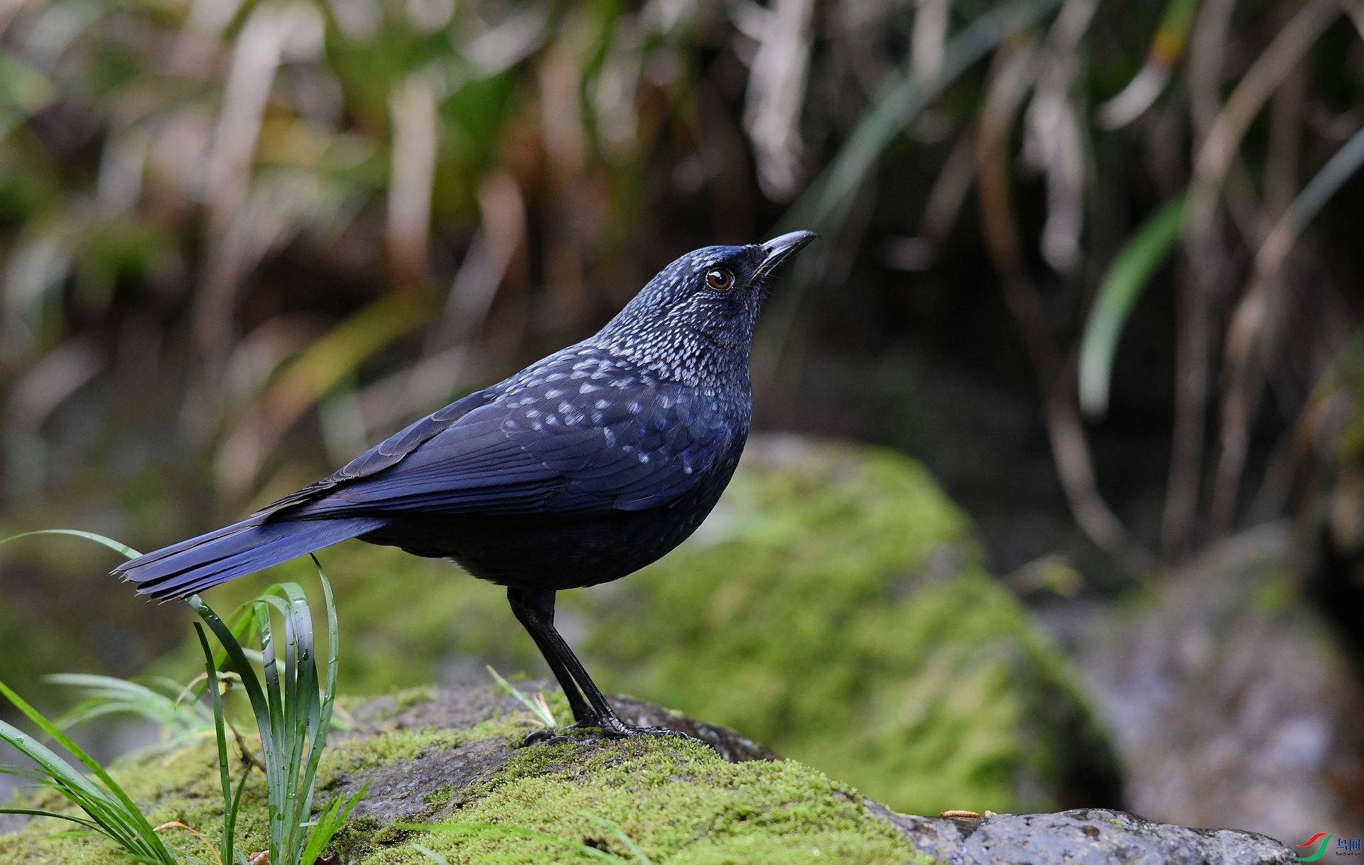 DSC_0998.jpg