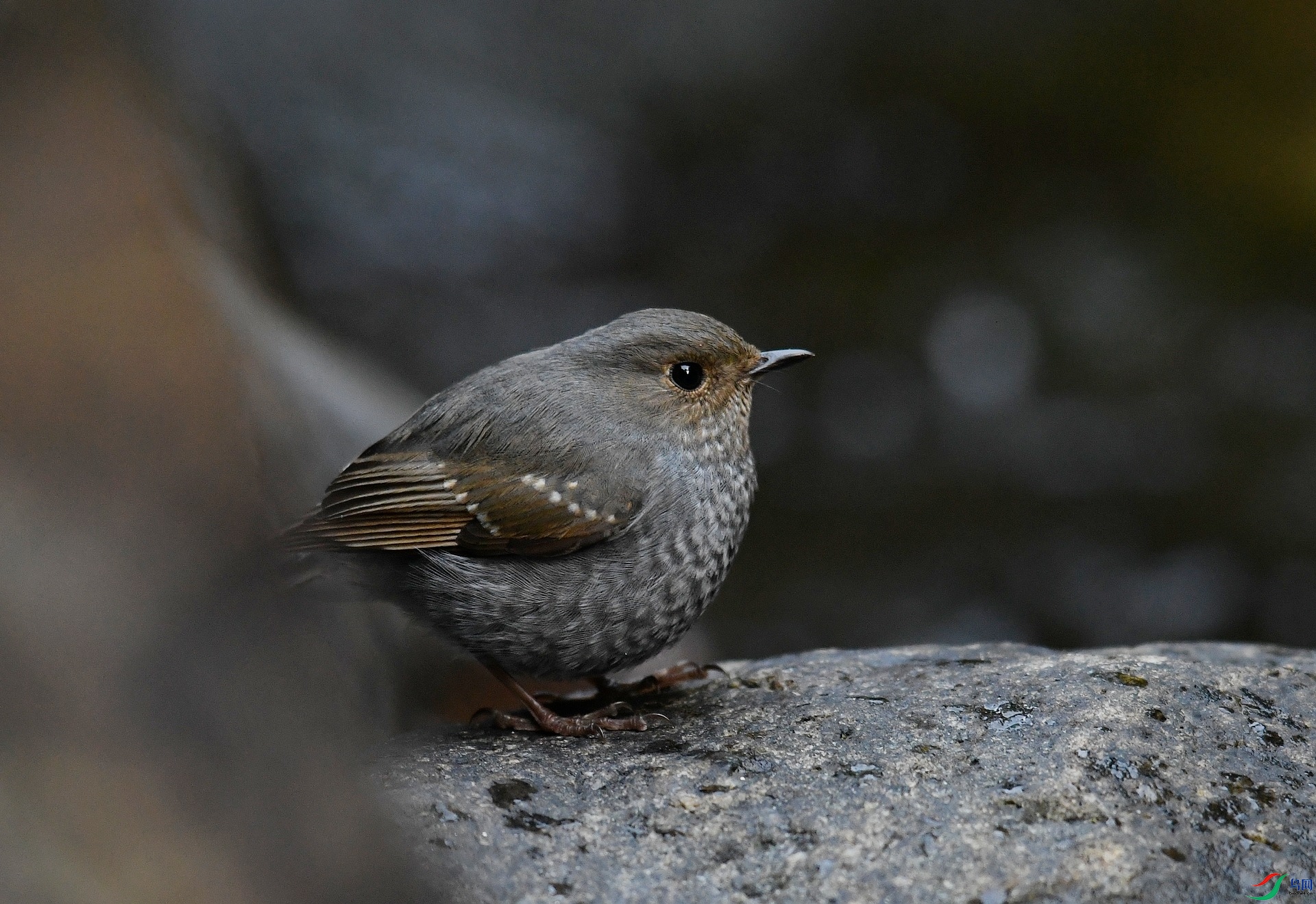 DSC_1484.jpg