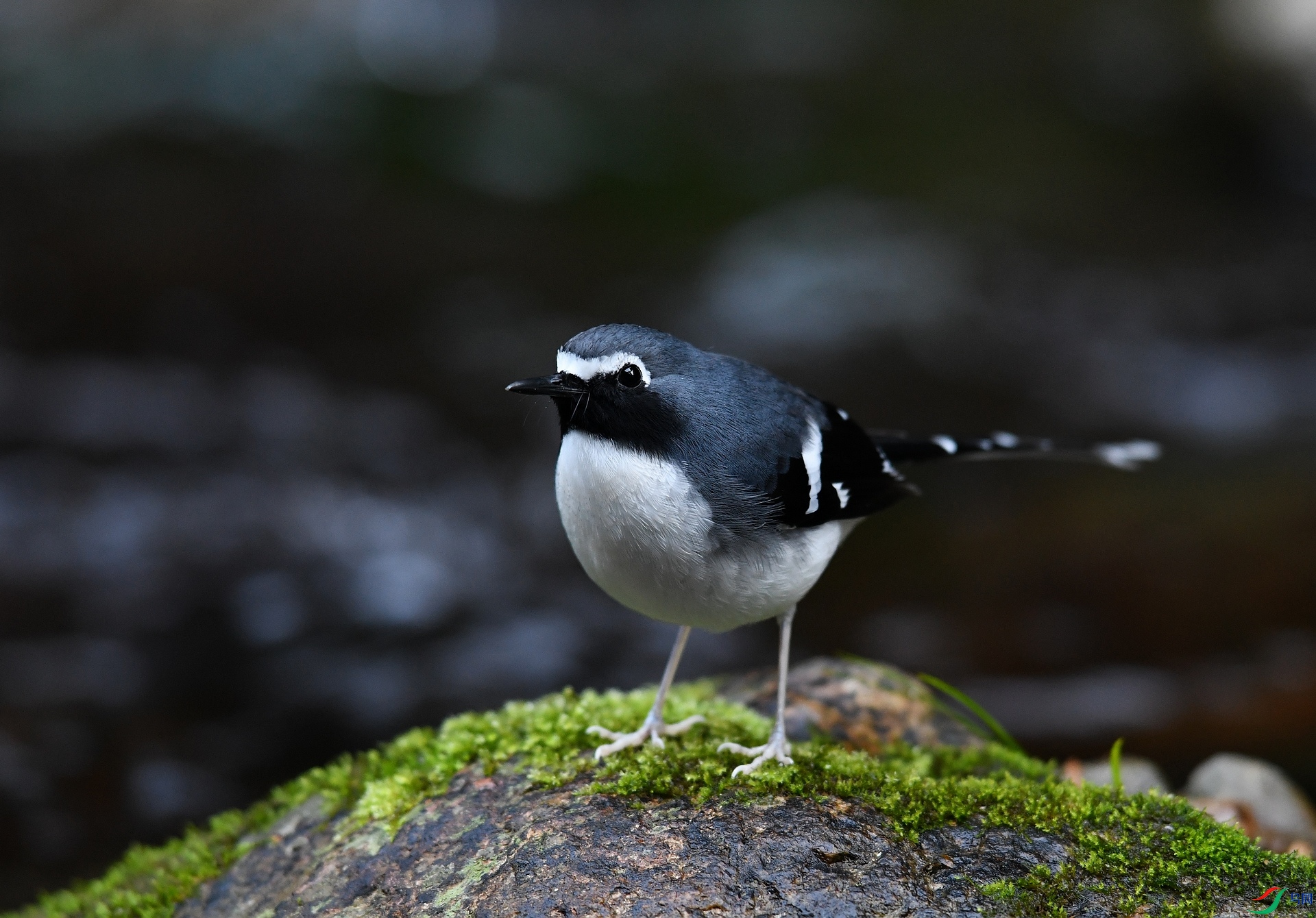 DSC_2621.jpg