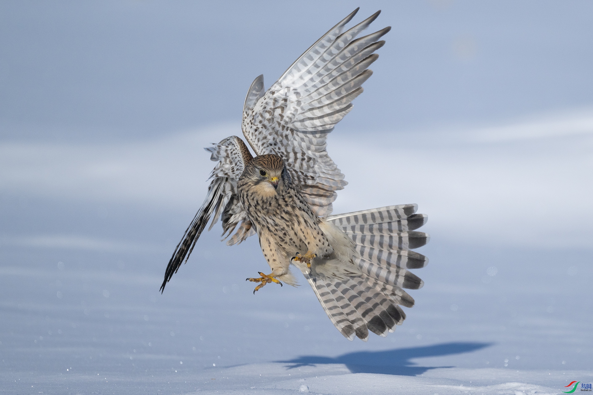 DSC_4243 ����.jpg