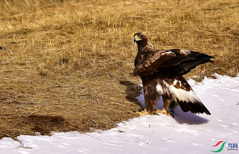 һ���ǿݲݣ�һ���ǰ�ѩ��