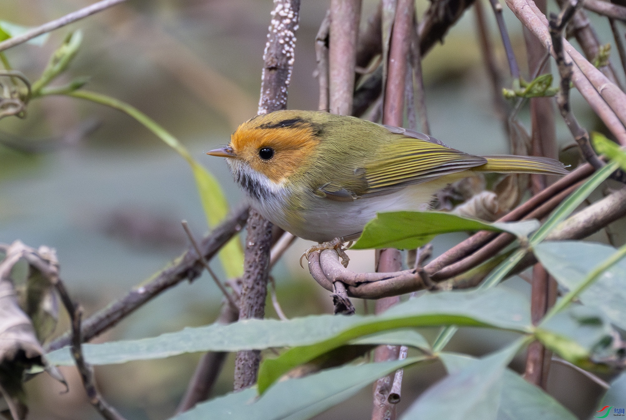 G47A8141-����ǿ-NR ����.jpg