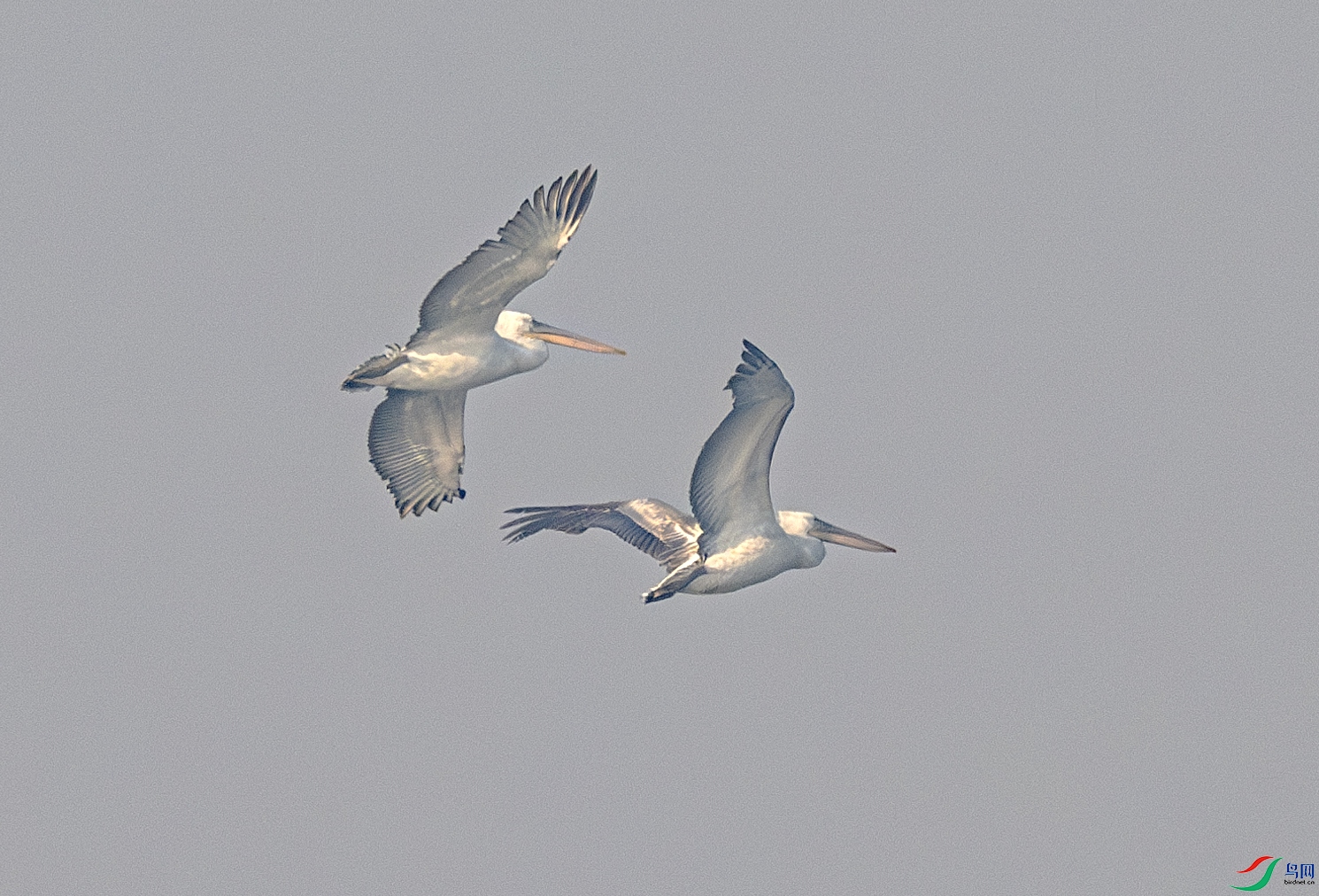 DSC_3899-����ǿ-NR ����.jpg