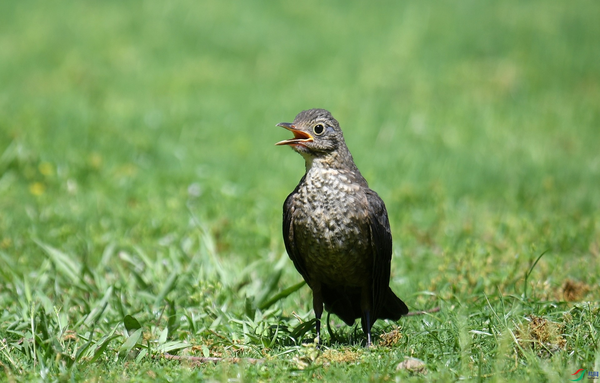 DSC_8779_����.jpg