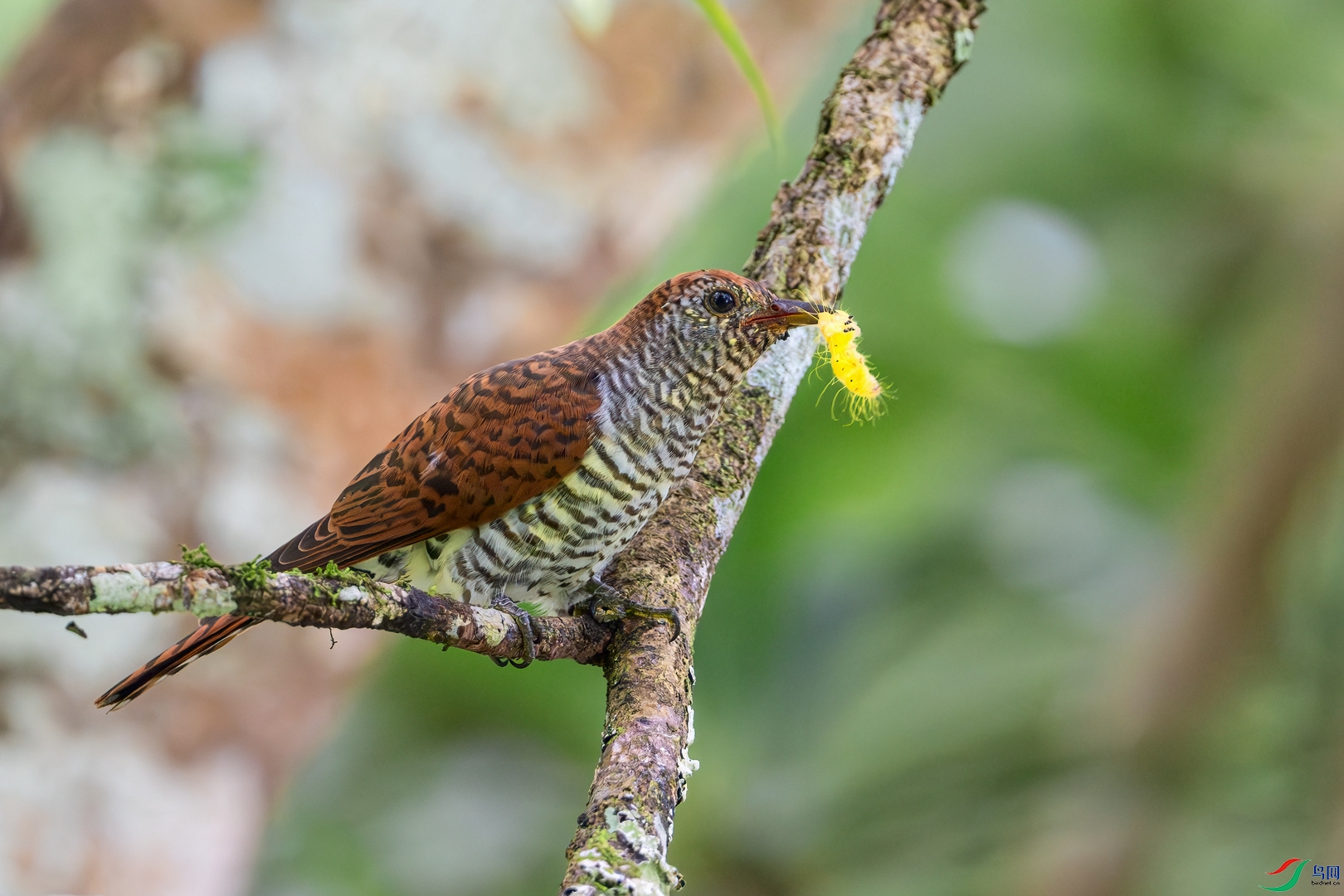 DSC_2365-����ǿ-NR ����01.jpg