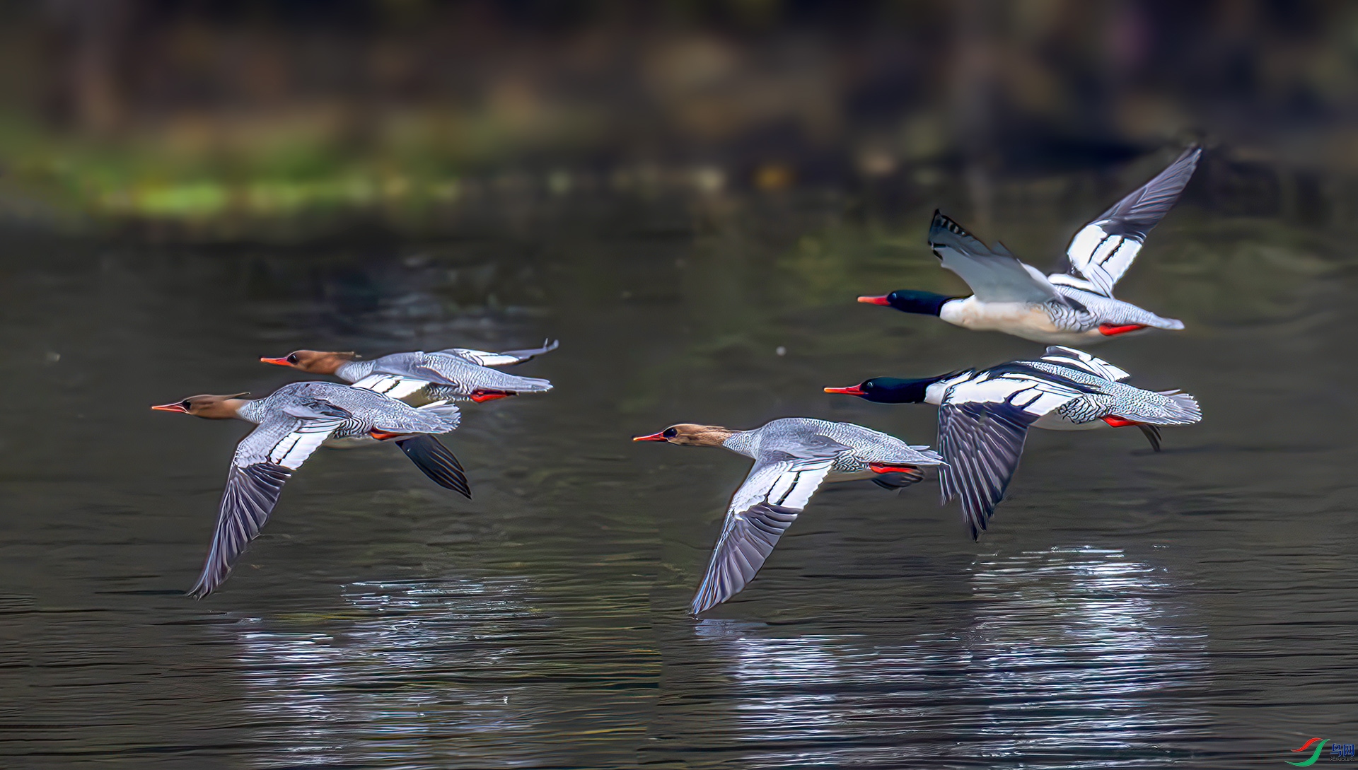 407A9043-----33  .jpg