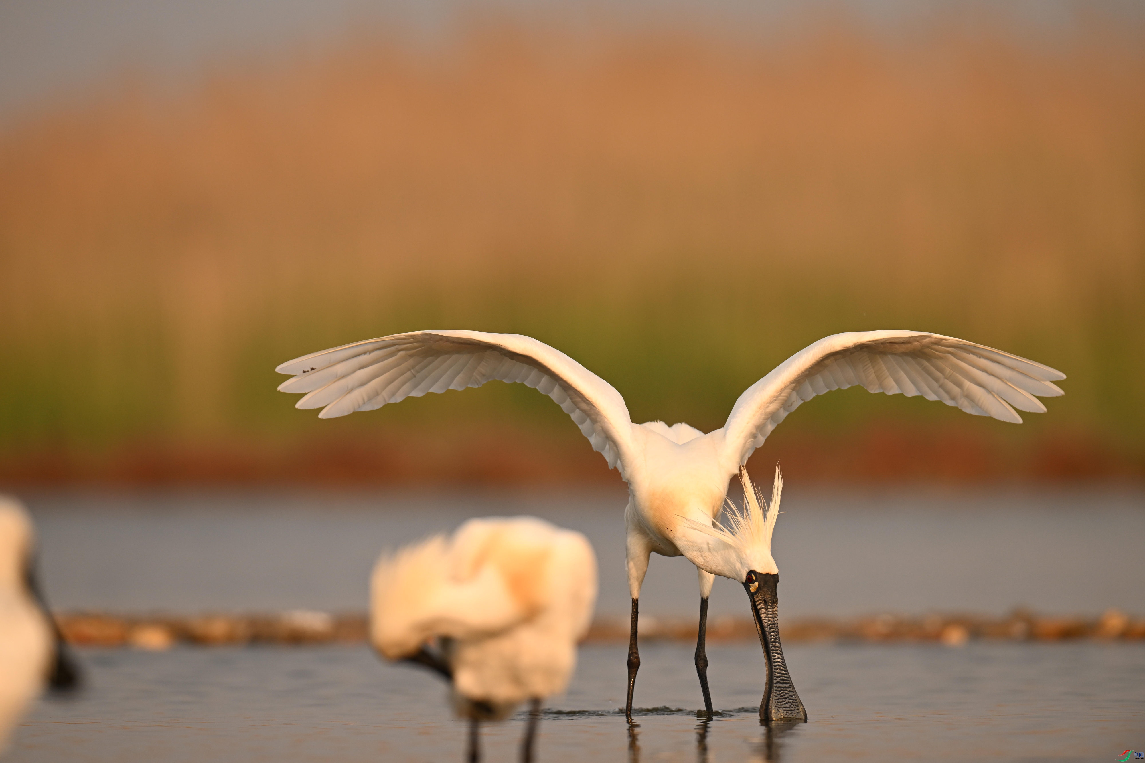 �������� (8).jpg