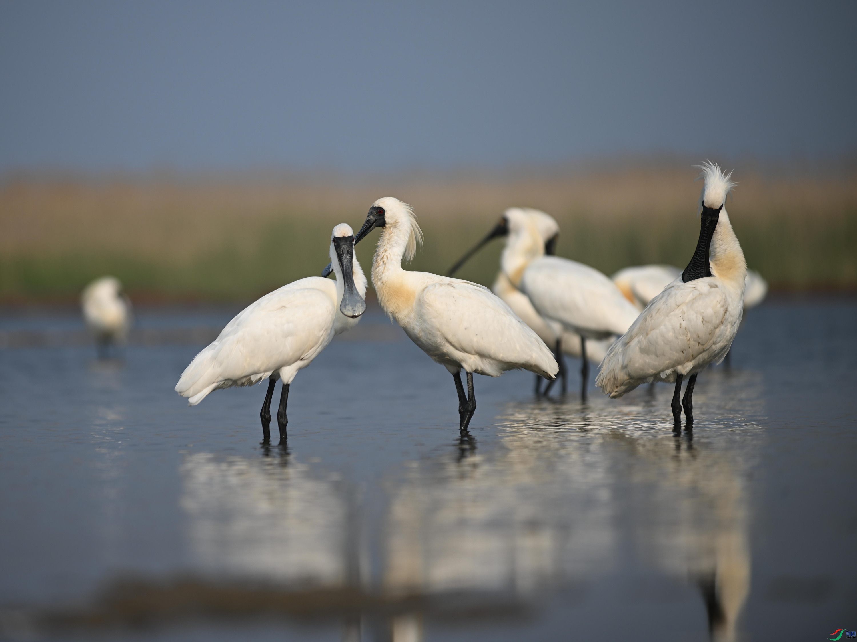 �������� (18).jpg