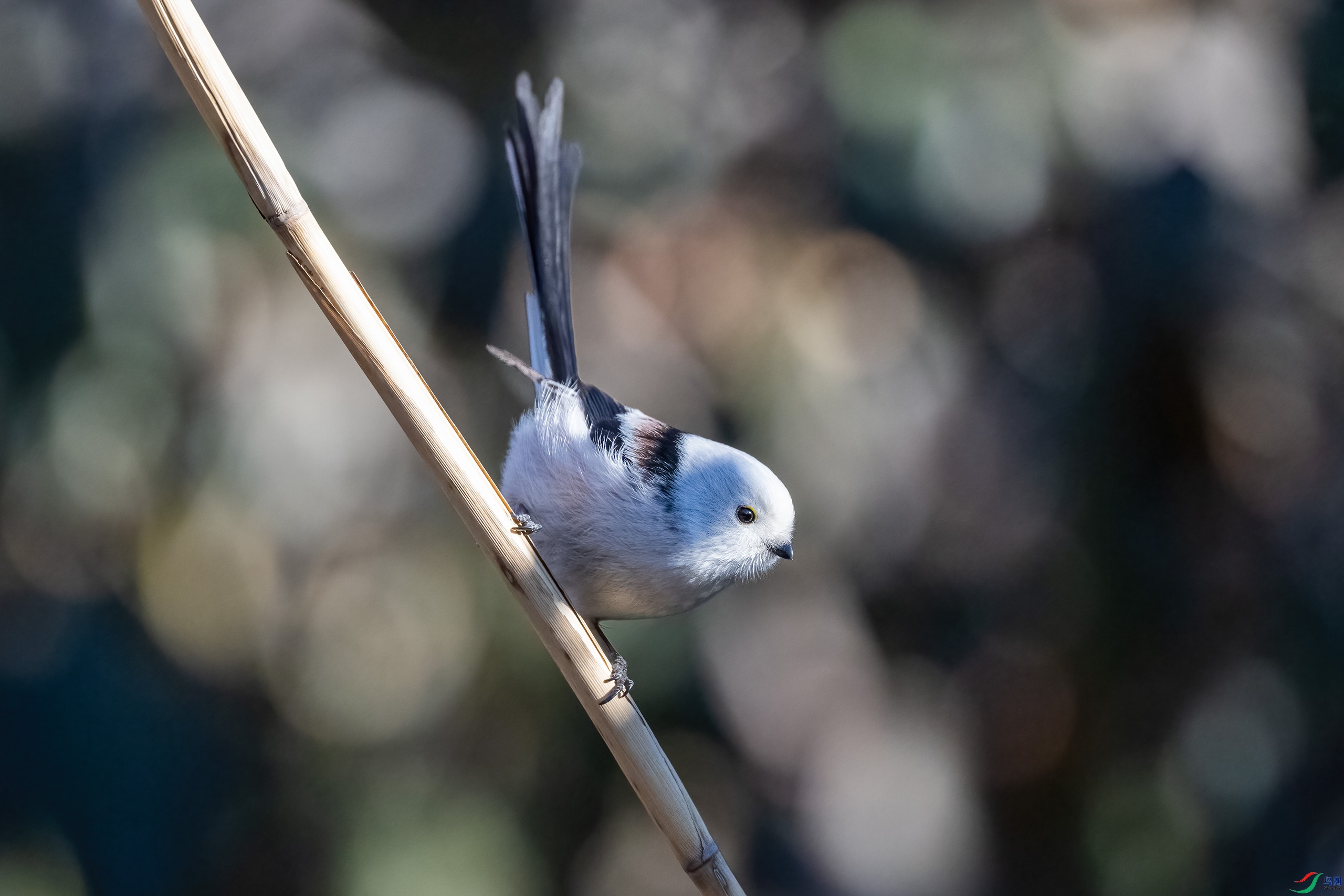 _DSC8803-.jpg