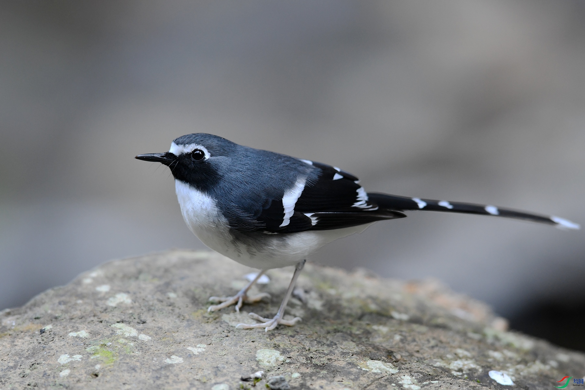 DSC_2610.jpg