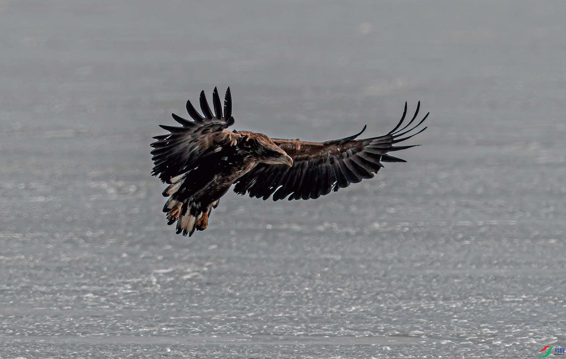 _DSC0935-11.gif