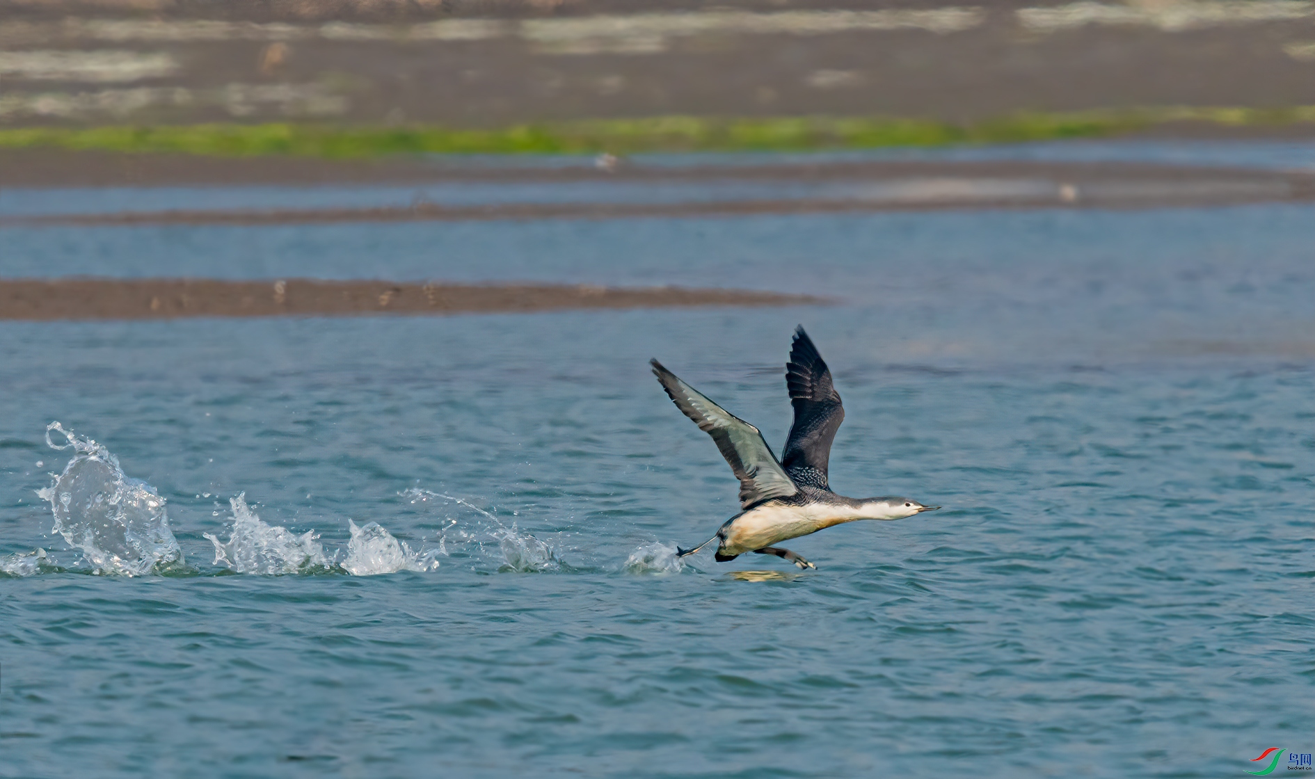 DSC_6101-11.jpg