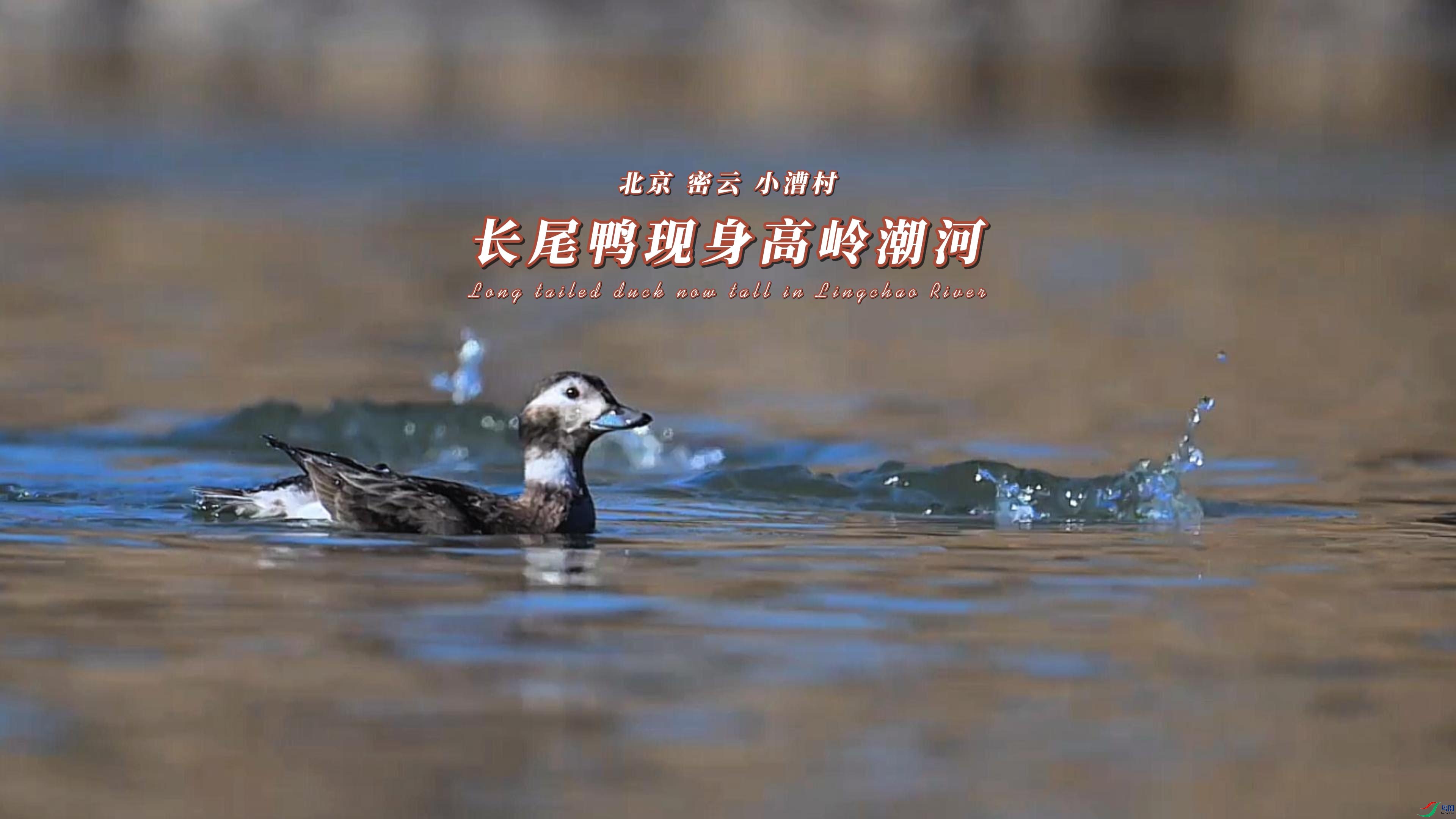 ���� ���� С��� ��βѼ�������볱��-����.jpg