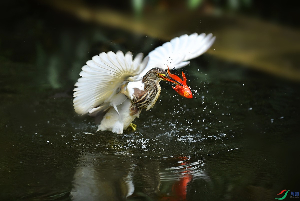 DSC_0853_.jpg