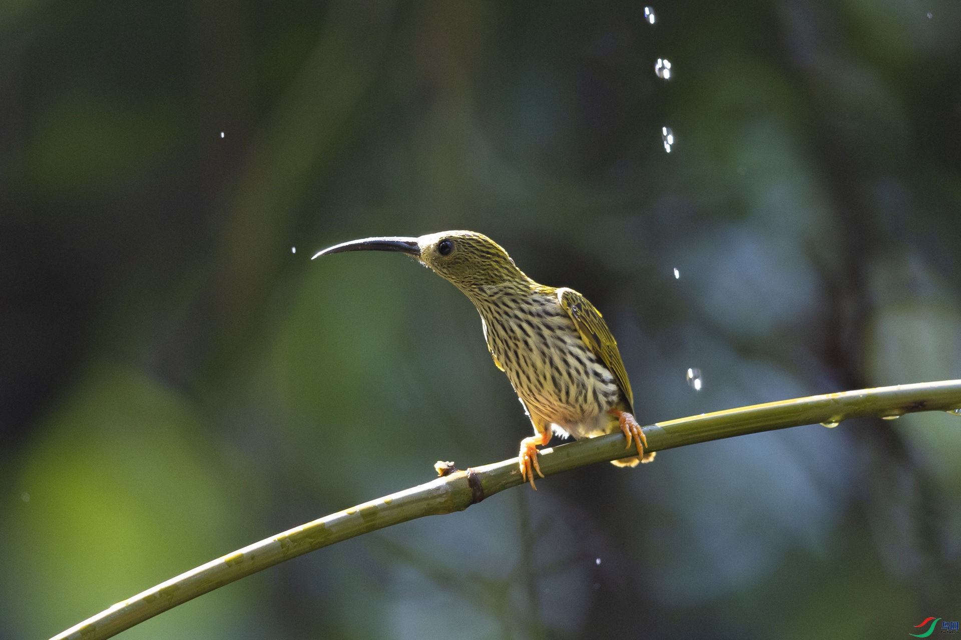 �Ʊ�������