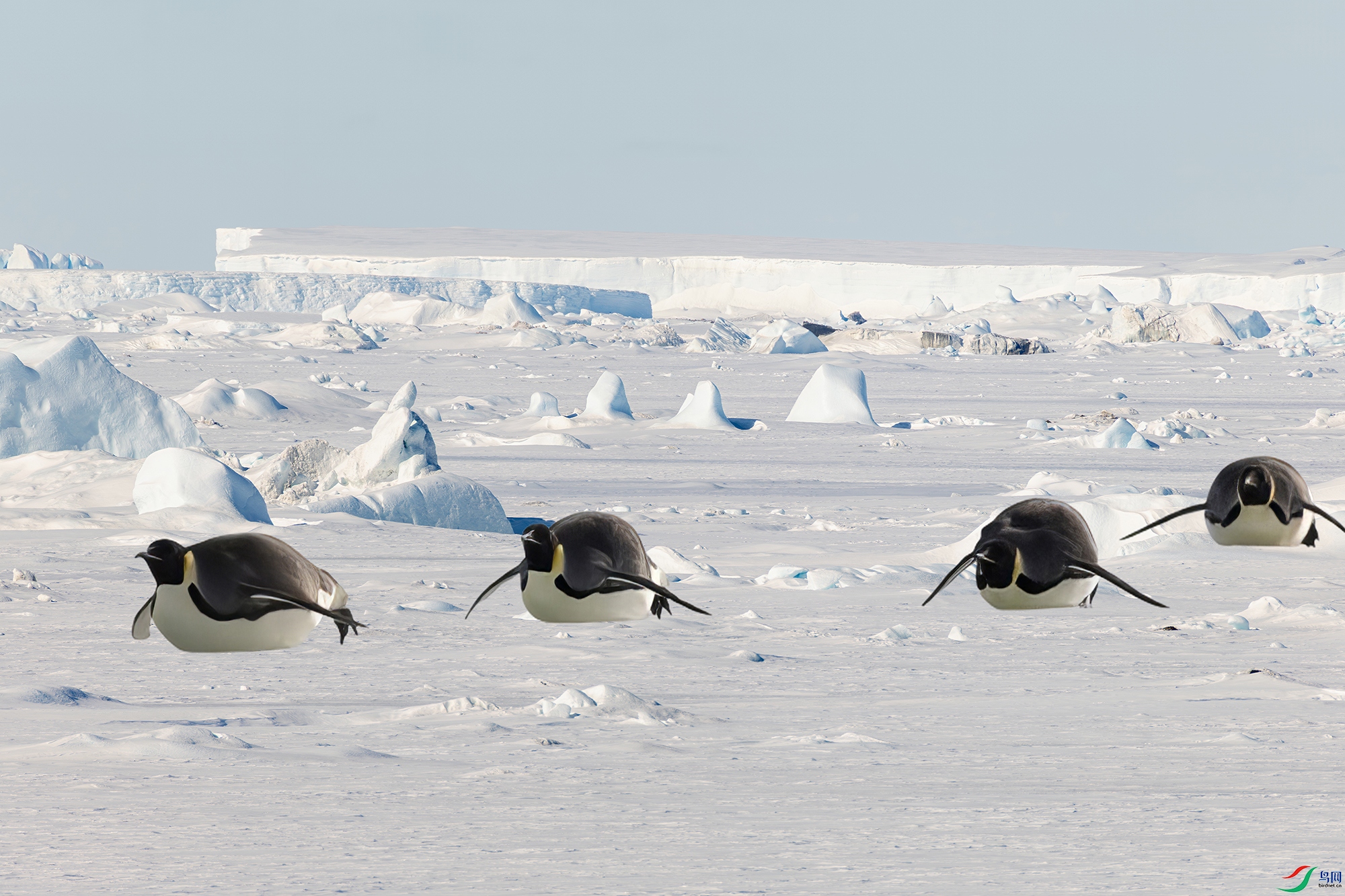 ѩ���ϵ����˵���� ��ѩ���ϻ���.jpg