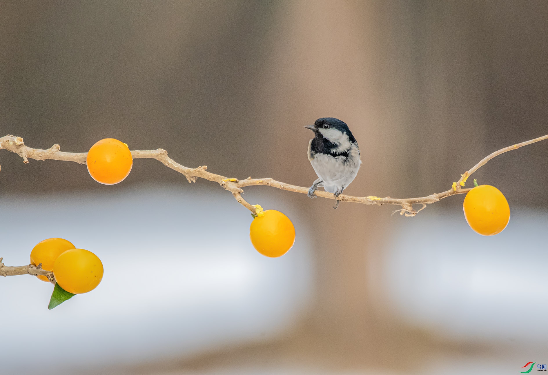 DSC_5690_��ͼ�� ����.jpg
