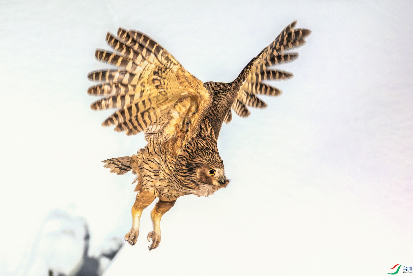 ë�����^----ѩҰ�Է�