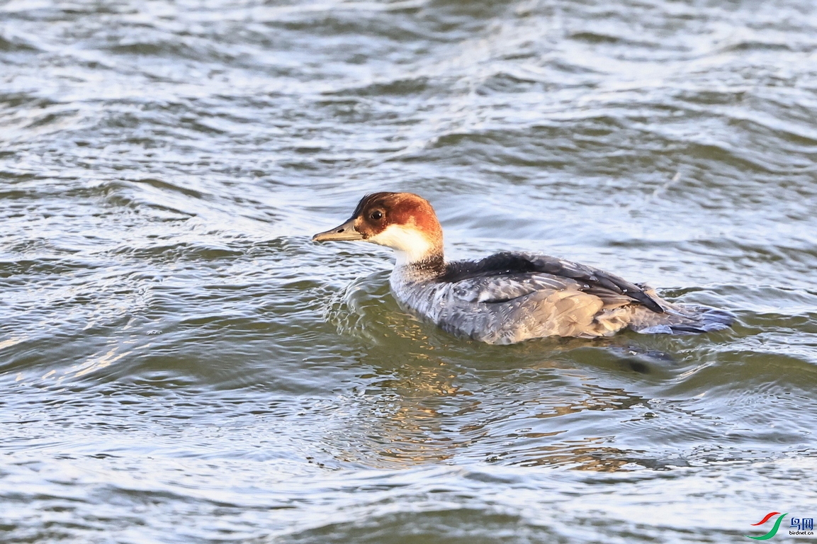 ��ͷ��ɳѼ  222   _98A0973.jpg