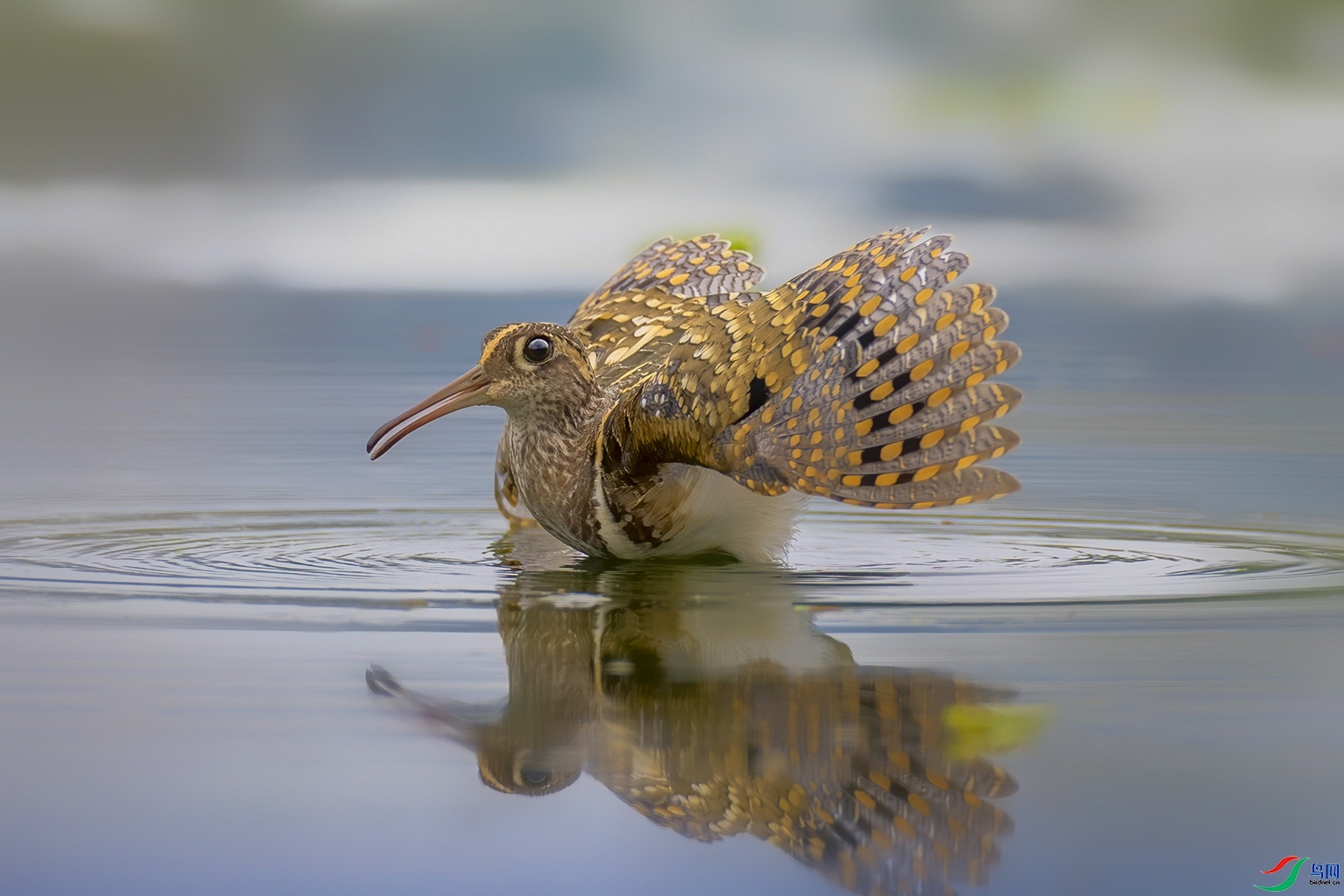 12.25��֦ͷ��ʦ��Ʒ  չ��  ��ף���ٻ���Ӱʦ������.jpg