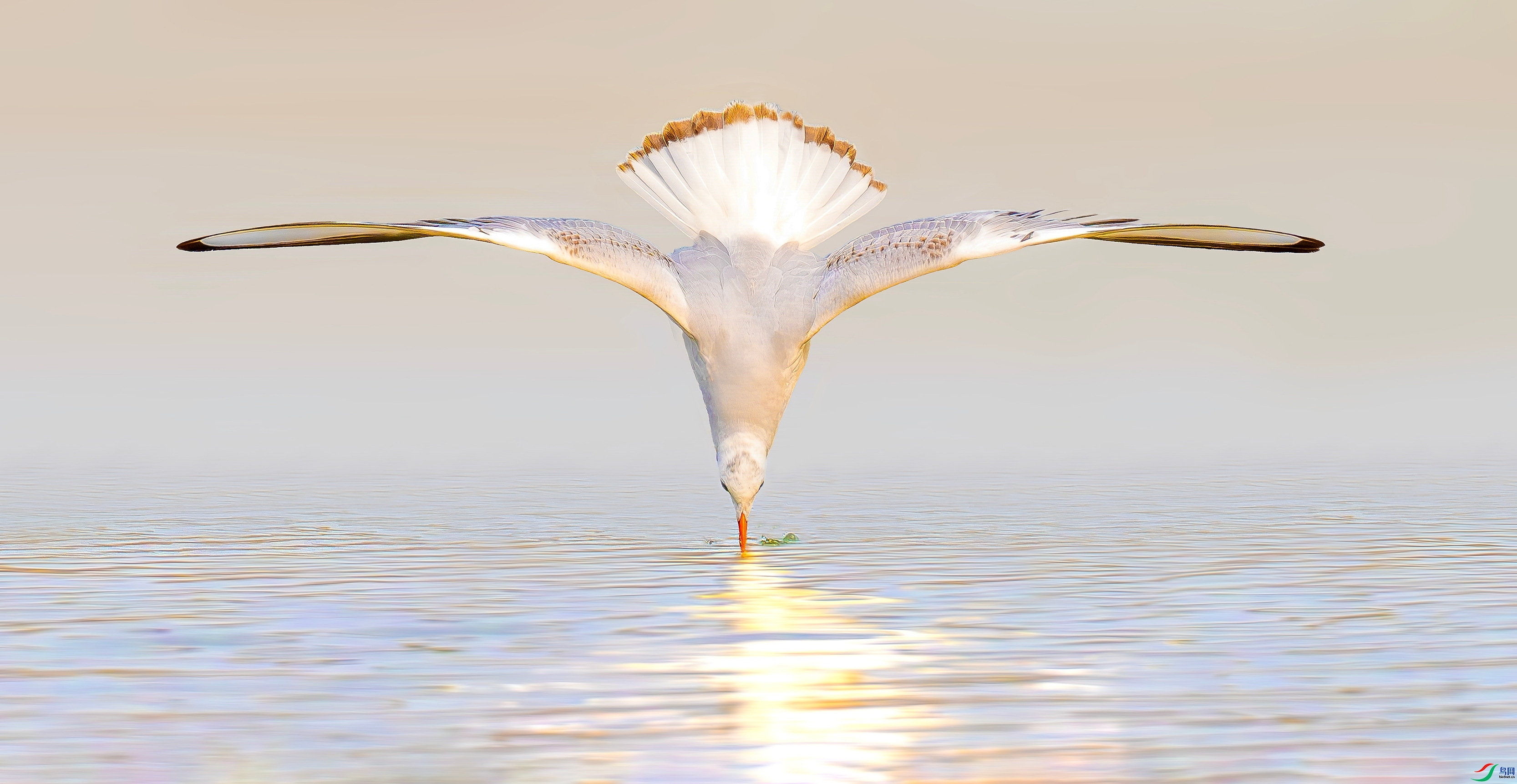 12.27�Ϲ���Ӱ��ʦ��Ʒ   ������ˮ ��ף���ٻ����������.jpg