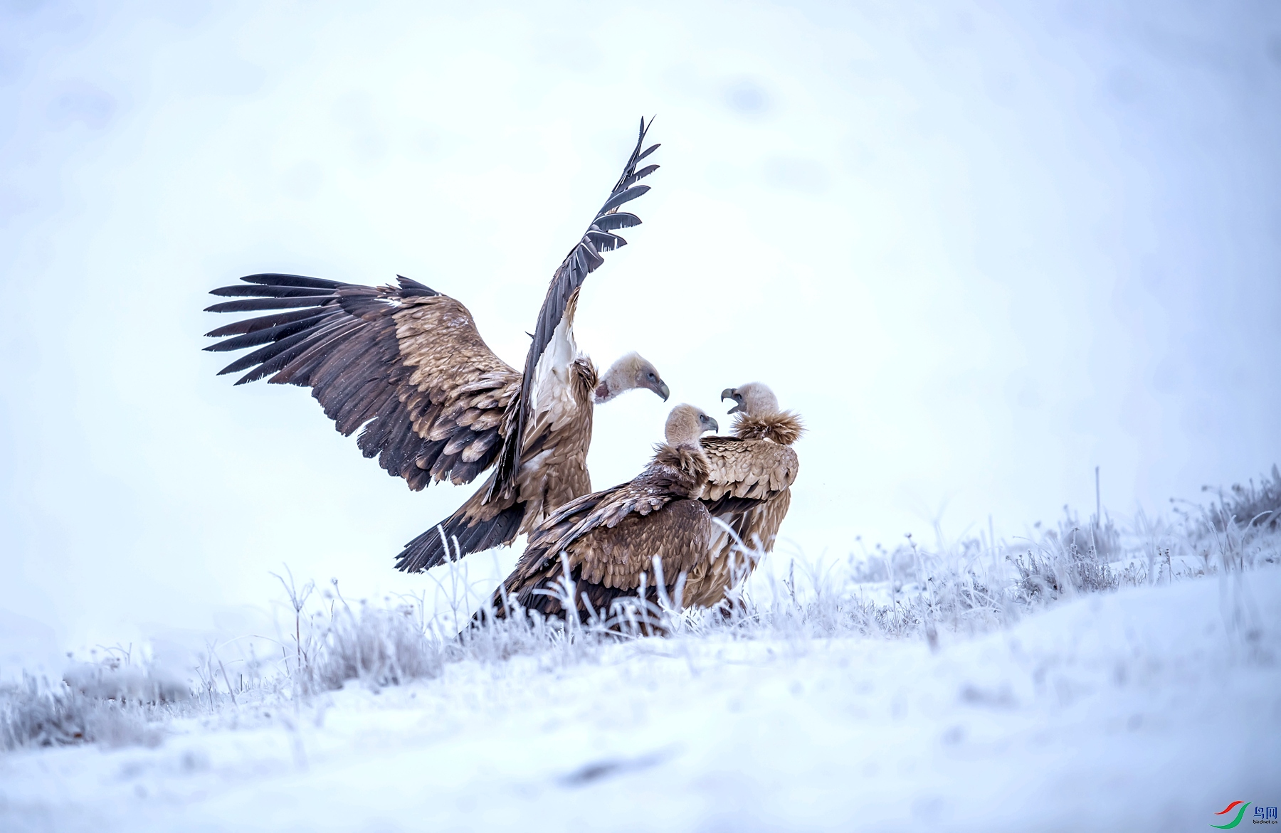 _DSC2665_����_����.jpg