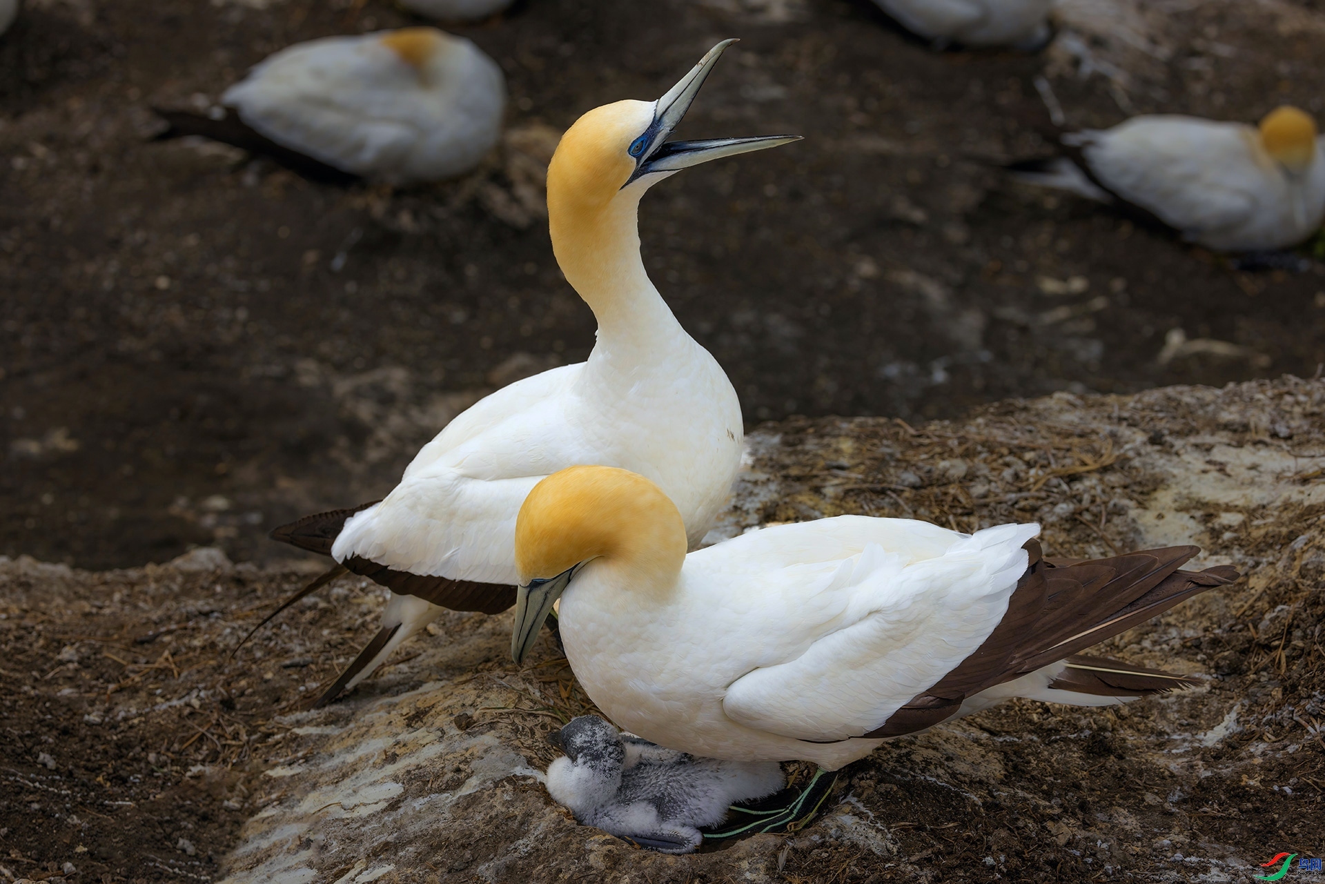 12.31��������ʦ��Ʒ ����  .jpg