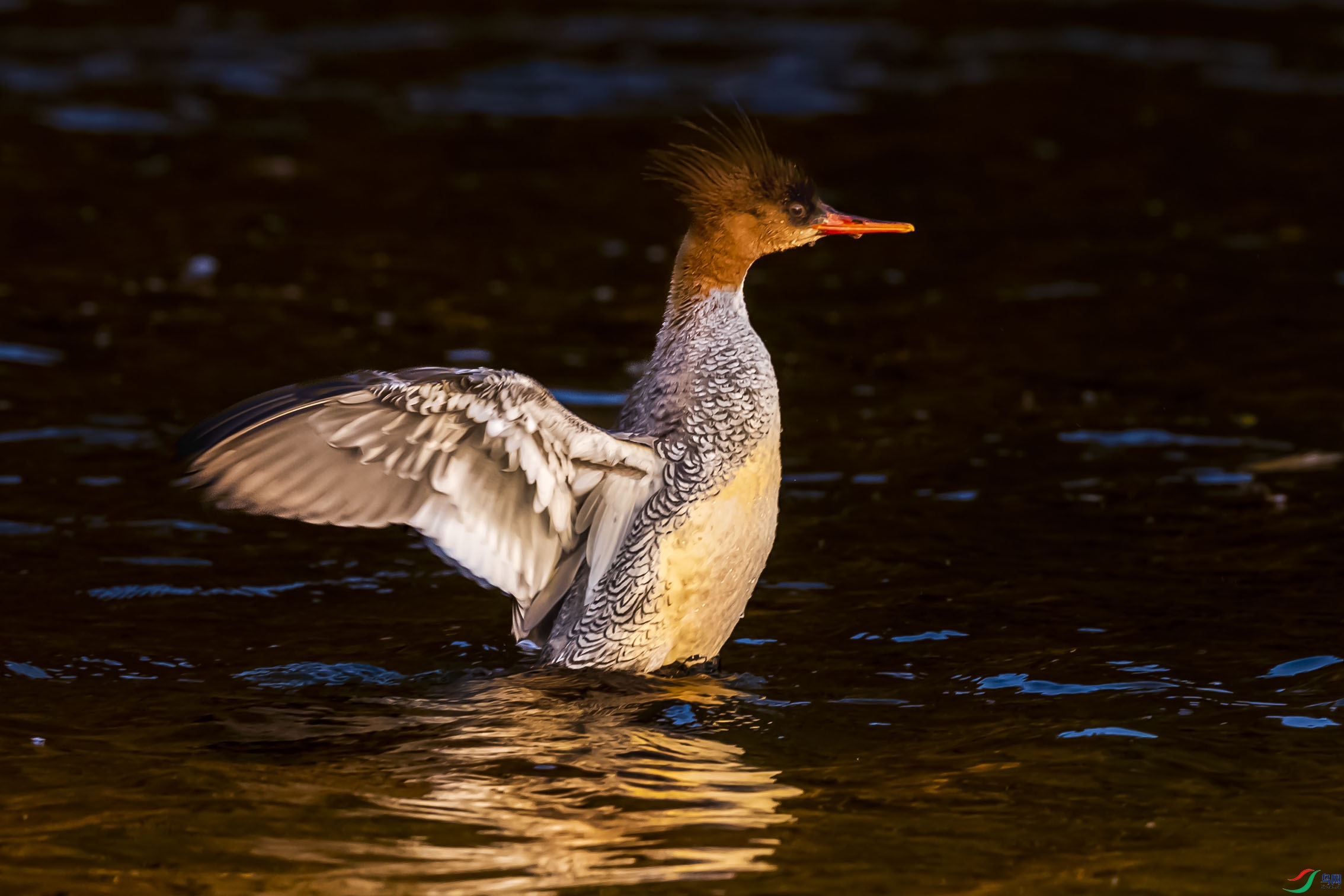 AF3I8856-2 ����ccccc.jpg