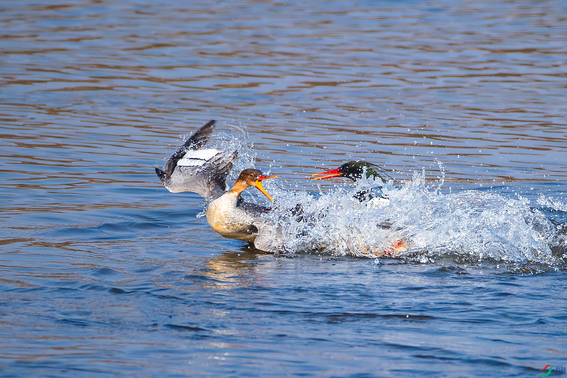 BU3I7190 ����.jpg