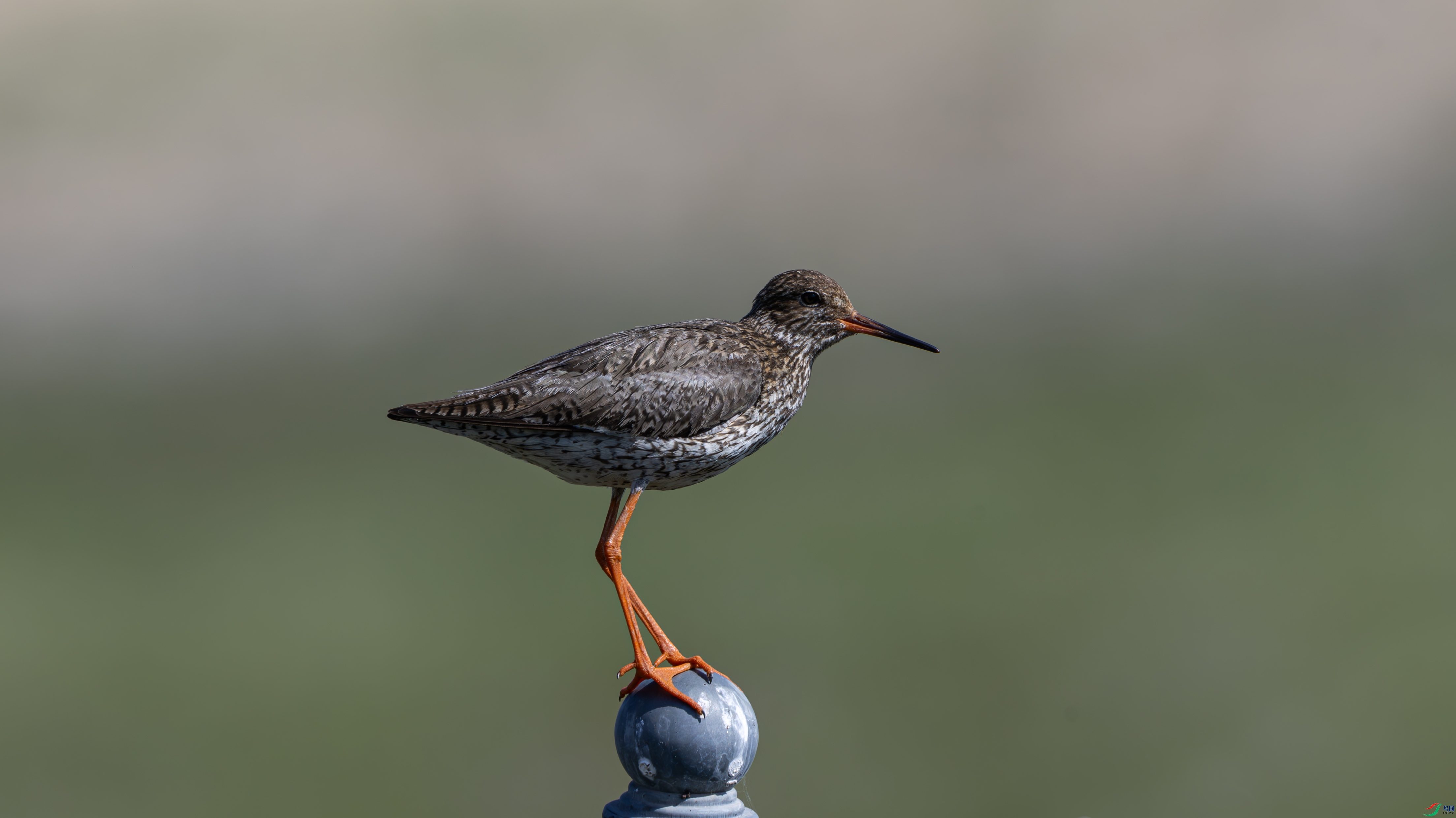 _O7A4231-����ǿ-NR ����.jpg