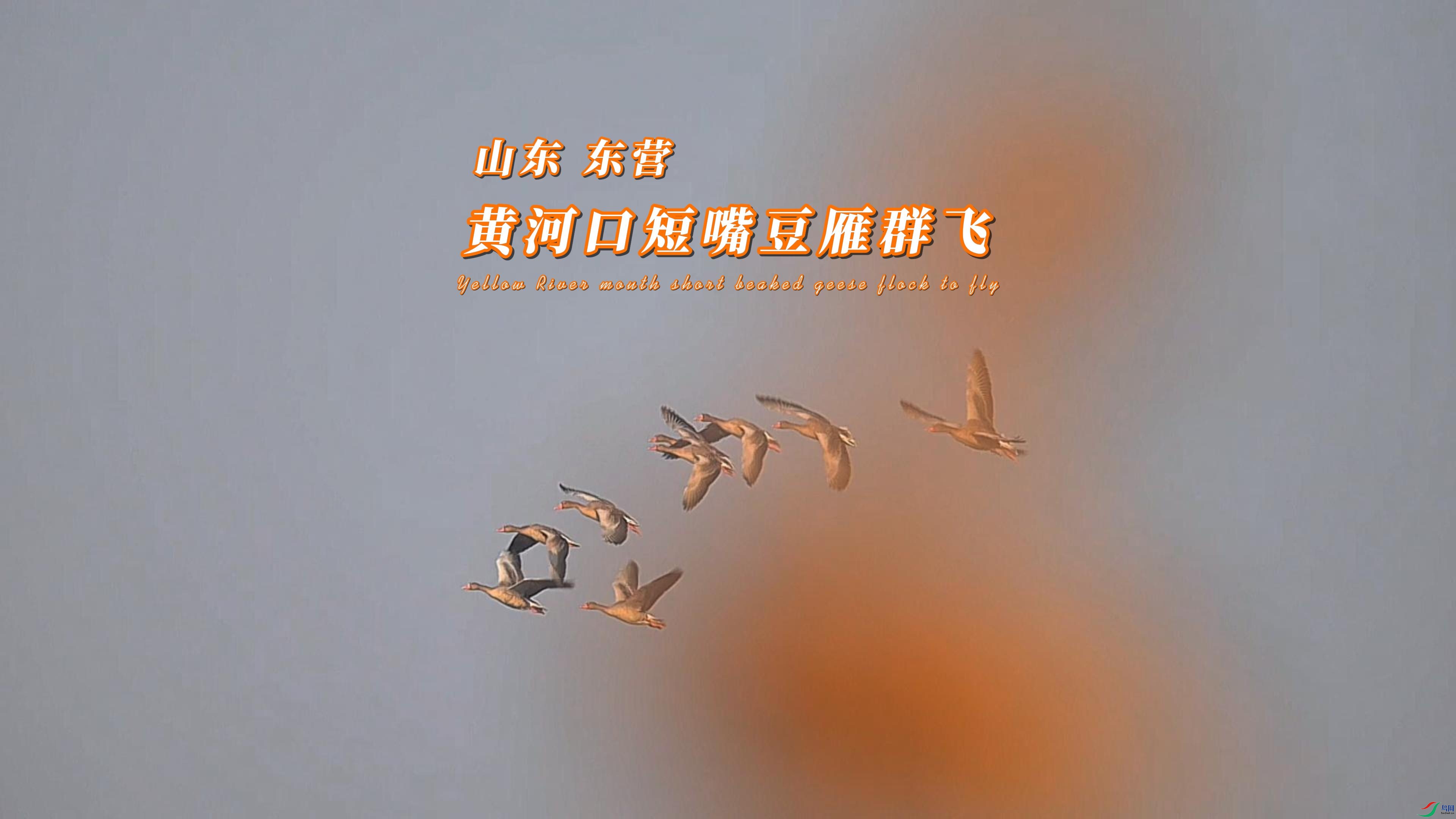 ɽ�� ��Ӫ �ƺӿڶ��춹��Ⱥ��-����.jpg